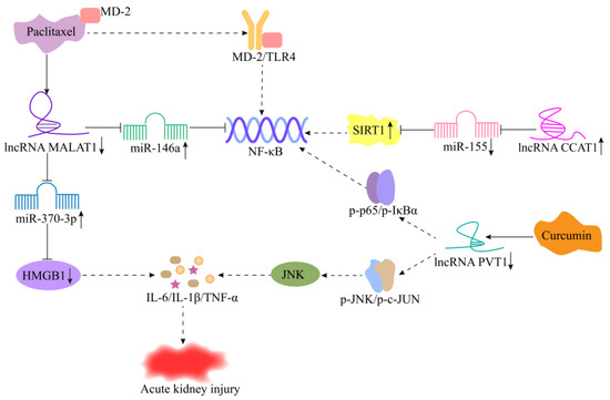 Role of Long Noncoding RNAs in the Regulation of Cellular Immune