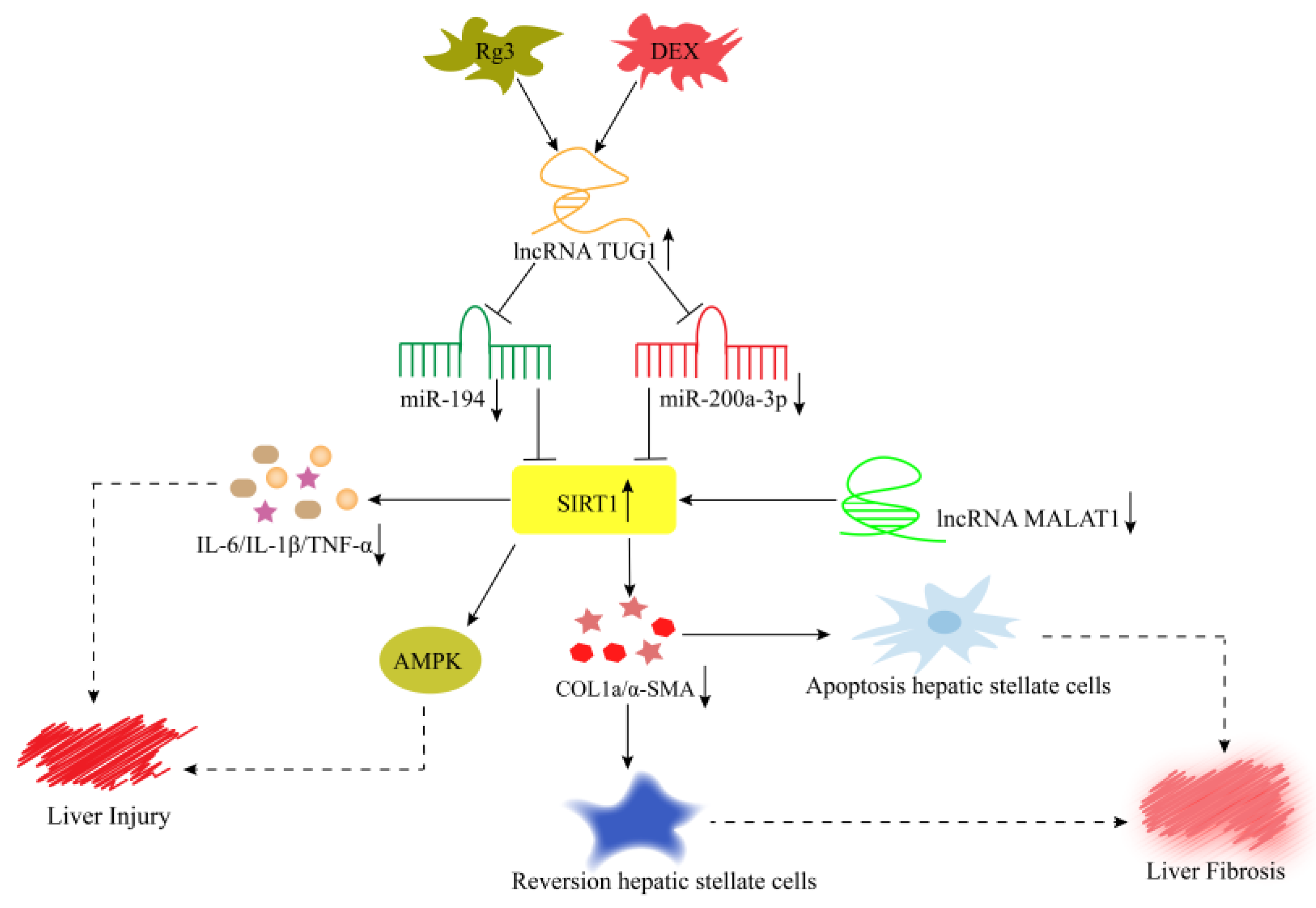 Role of Long Noncoding RNAs in the Regulation ... Biology Diagrams