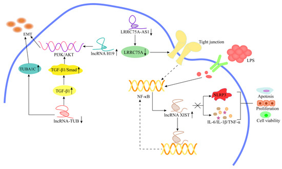 syn Beyond Cholesterol: Emerging Risk Factors in Atherosclerosis