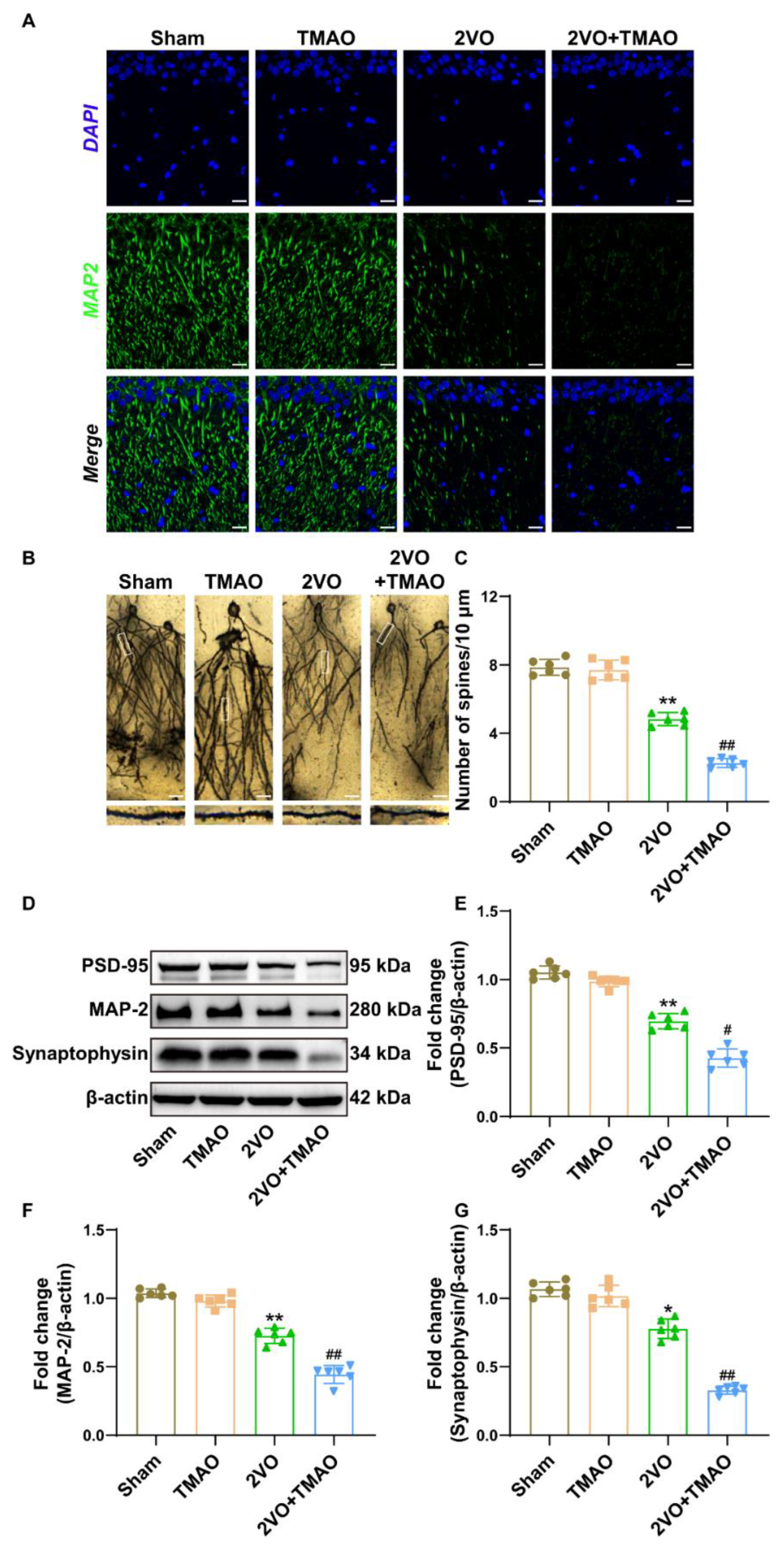 Cells 11 03650 g003 550