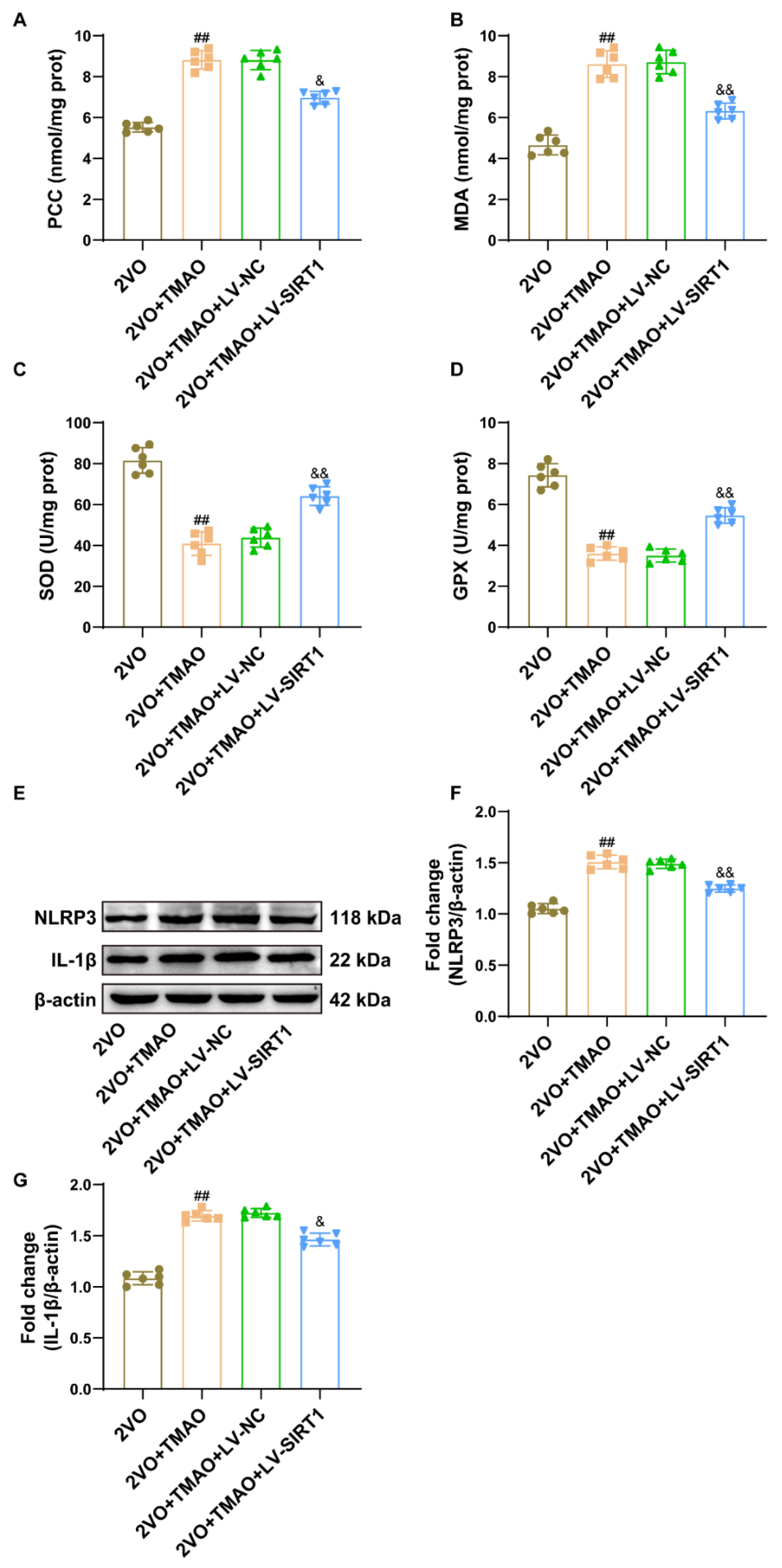 Cells 11 03650 g009 550