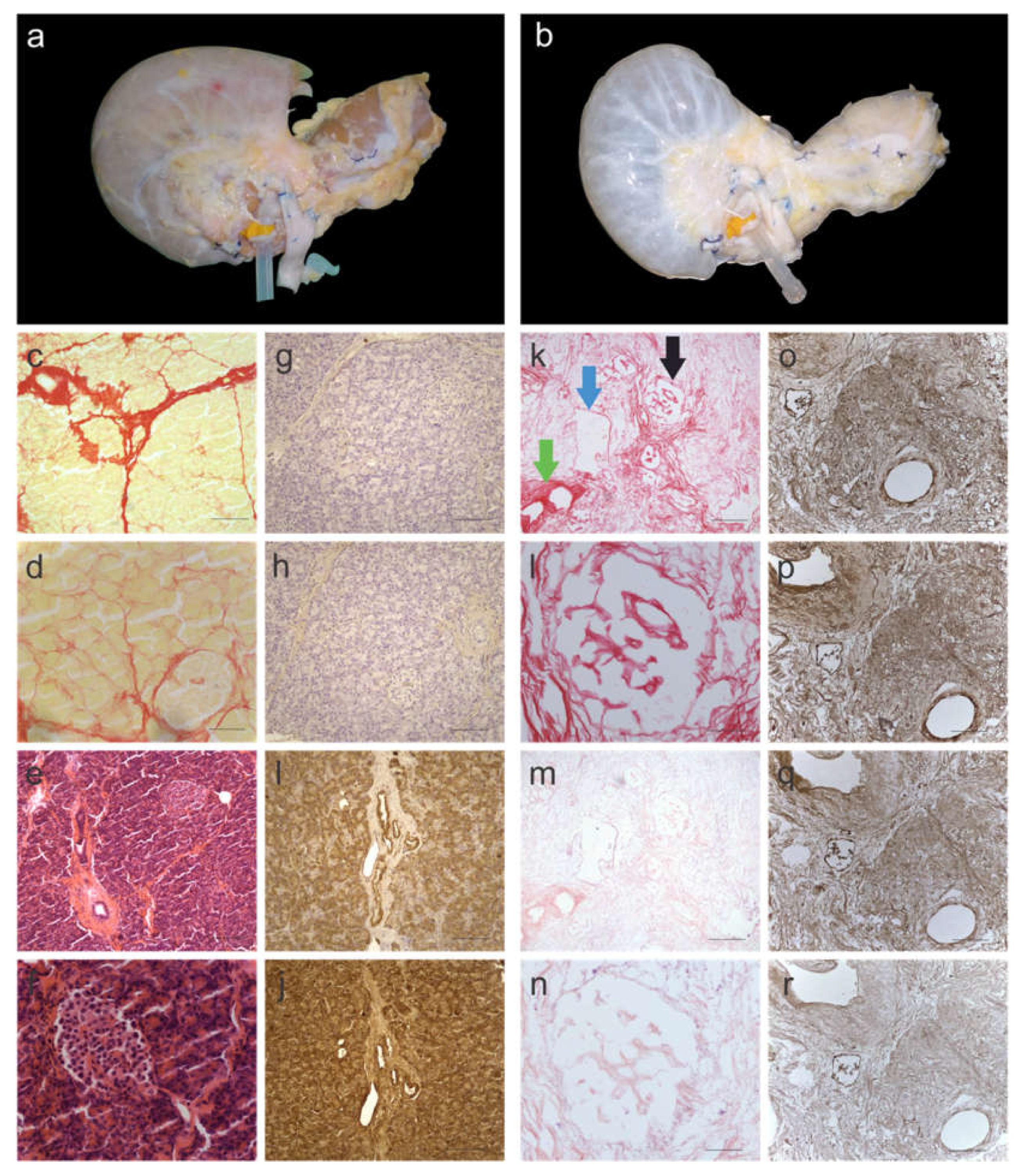 Cells 11 03652 g001 Cells 11 03652 g001