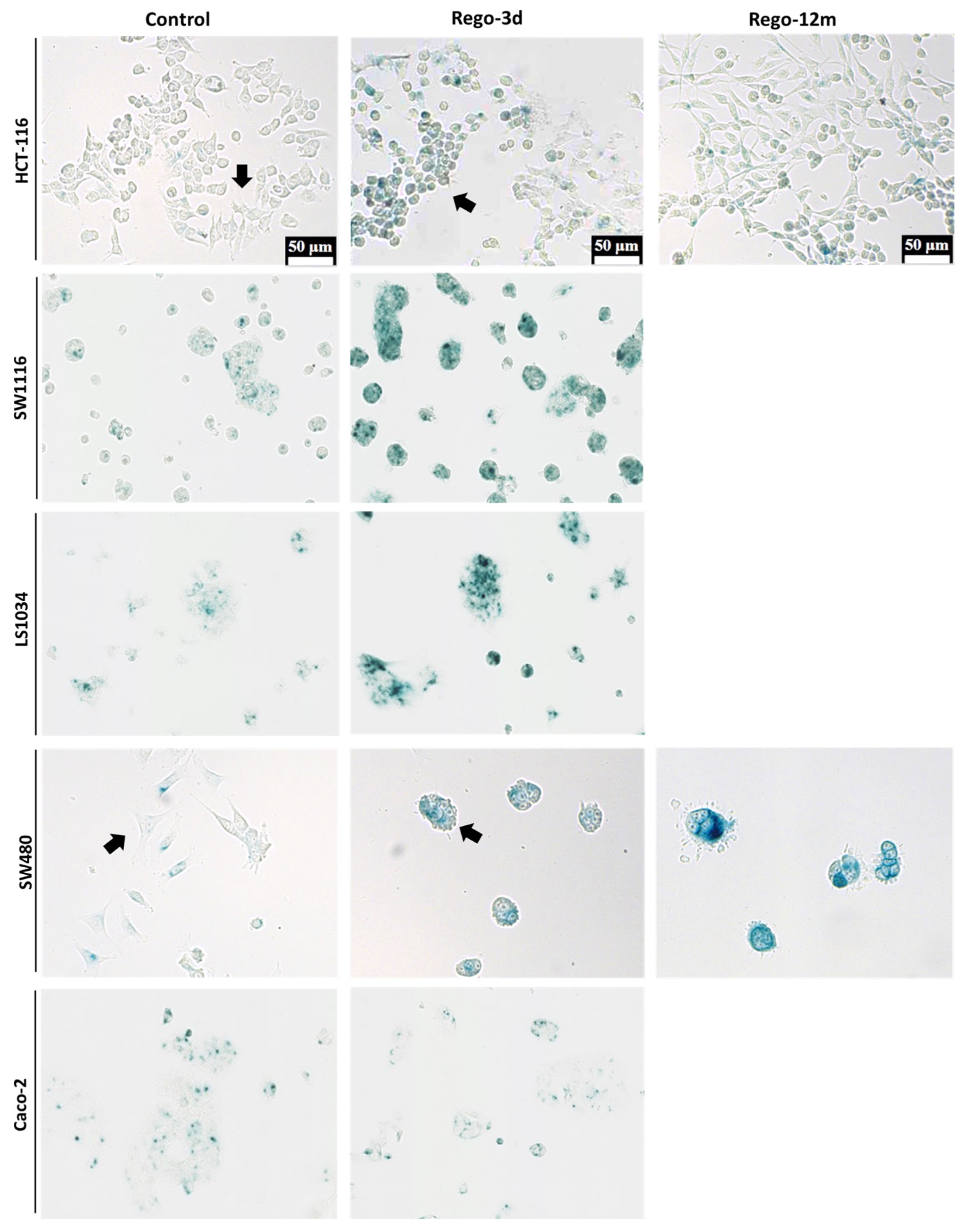 Cells 11 03663 g003 Cells 11 03663 g003