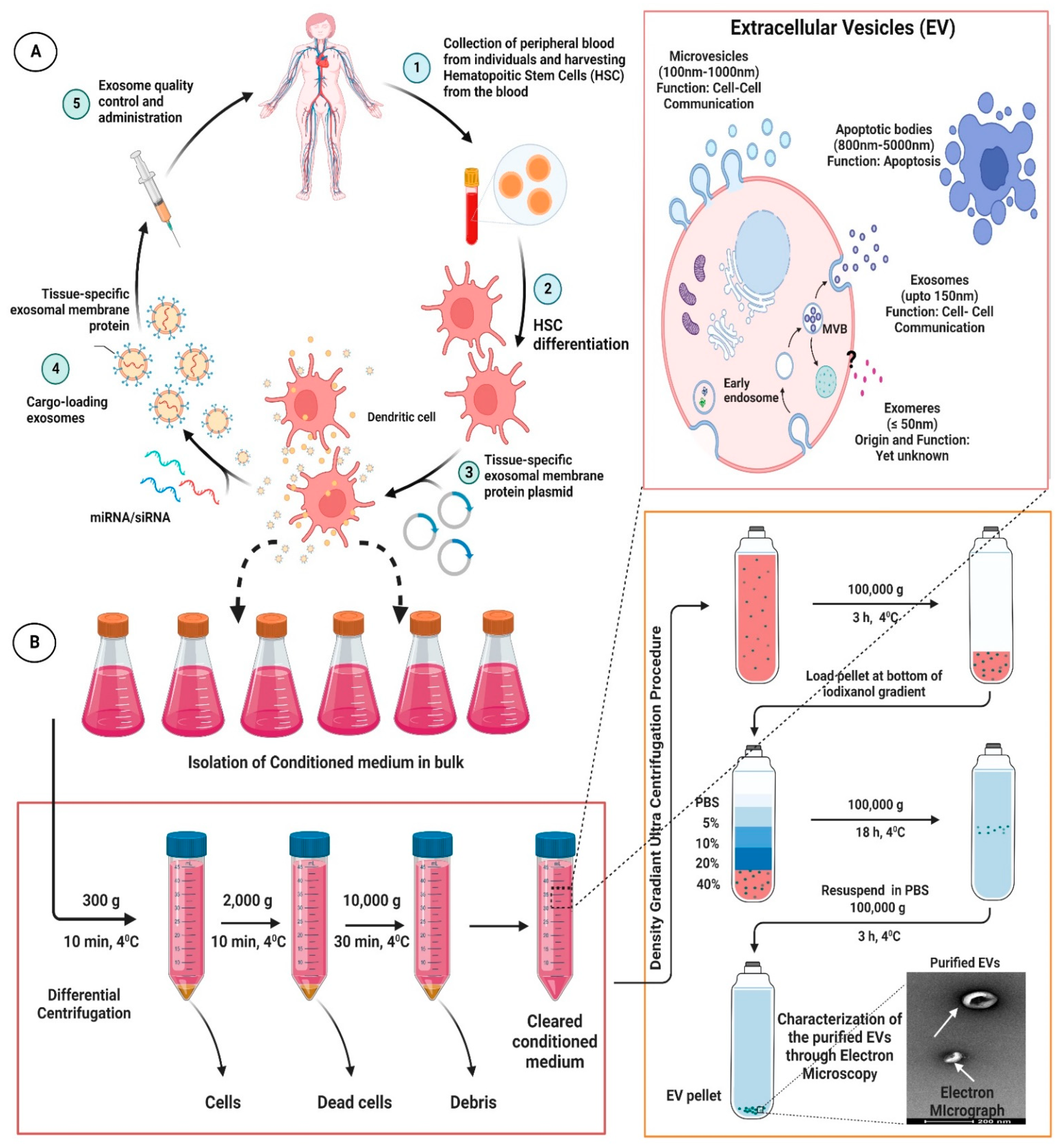 Cells 11 03664 g002 Cells 11 03664 g002