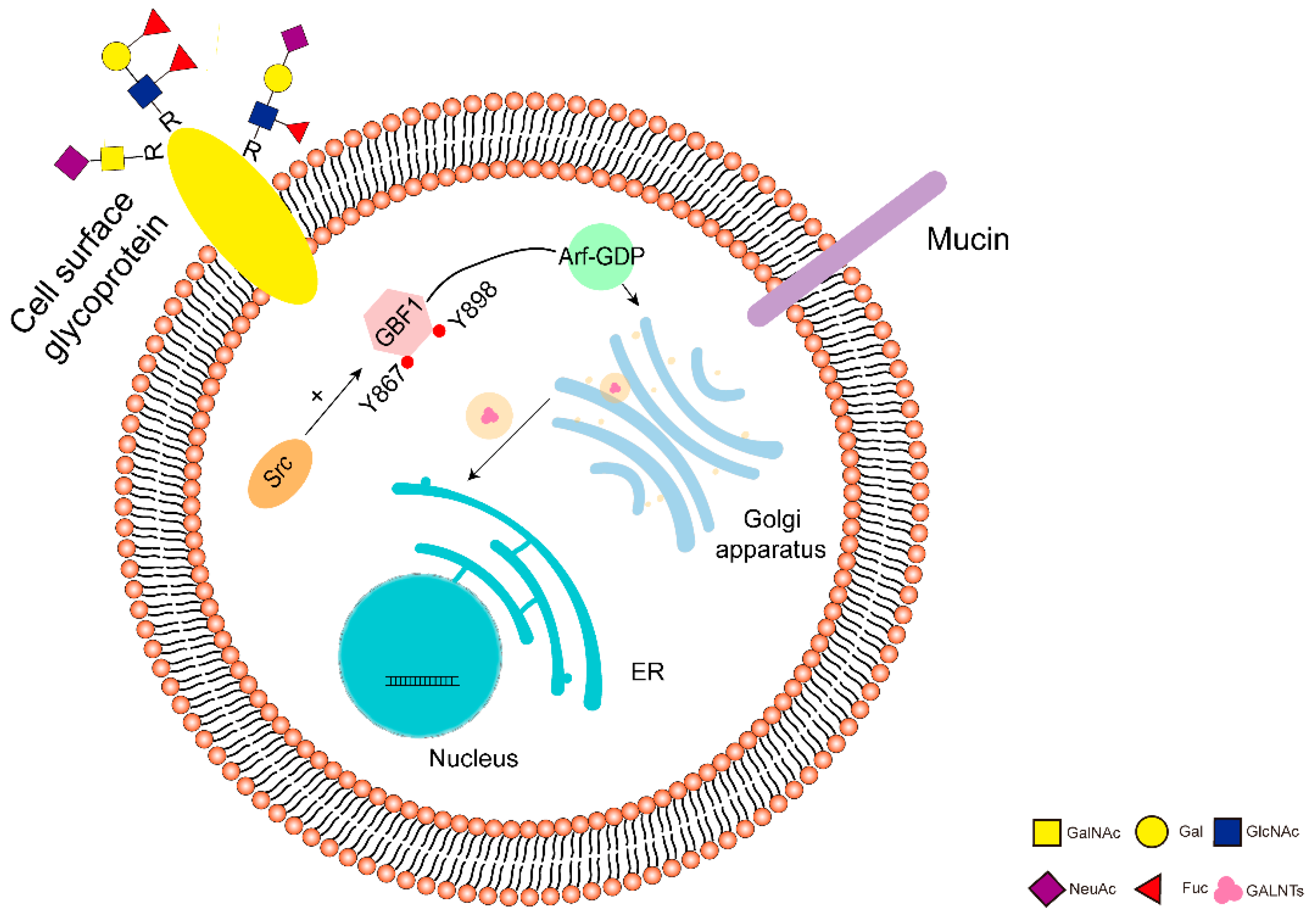 Cells 11 03666 g002 Cells 11 03666 g002