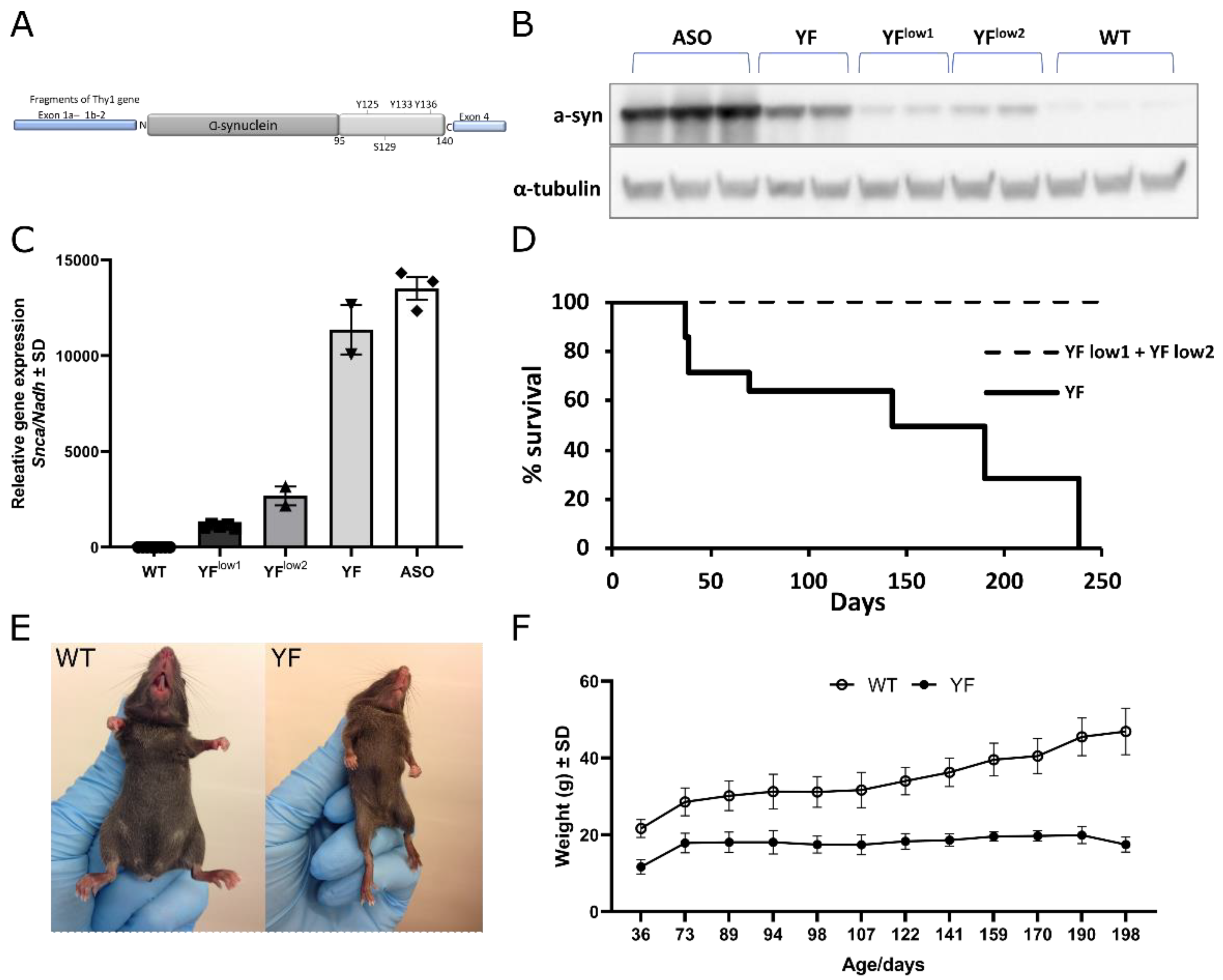 Cells 11 03673 g001 Cells 11 03673 g001