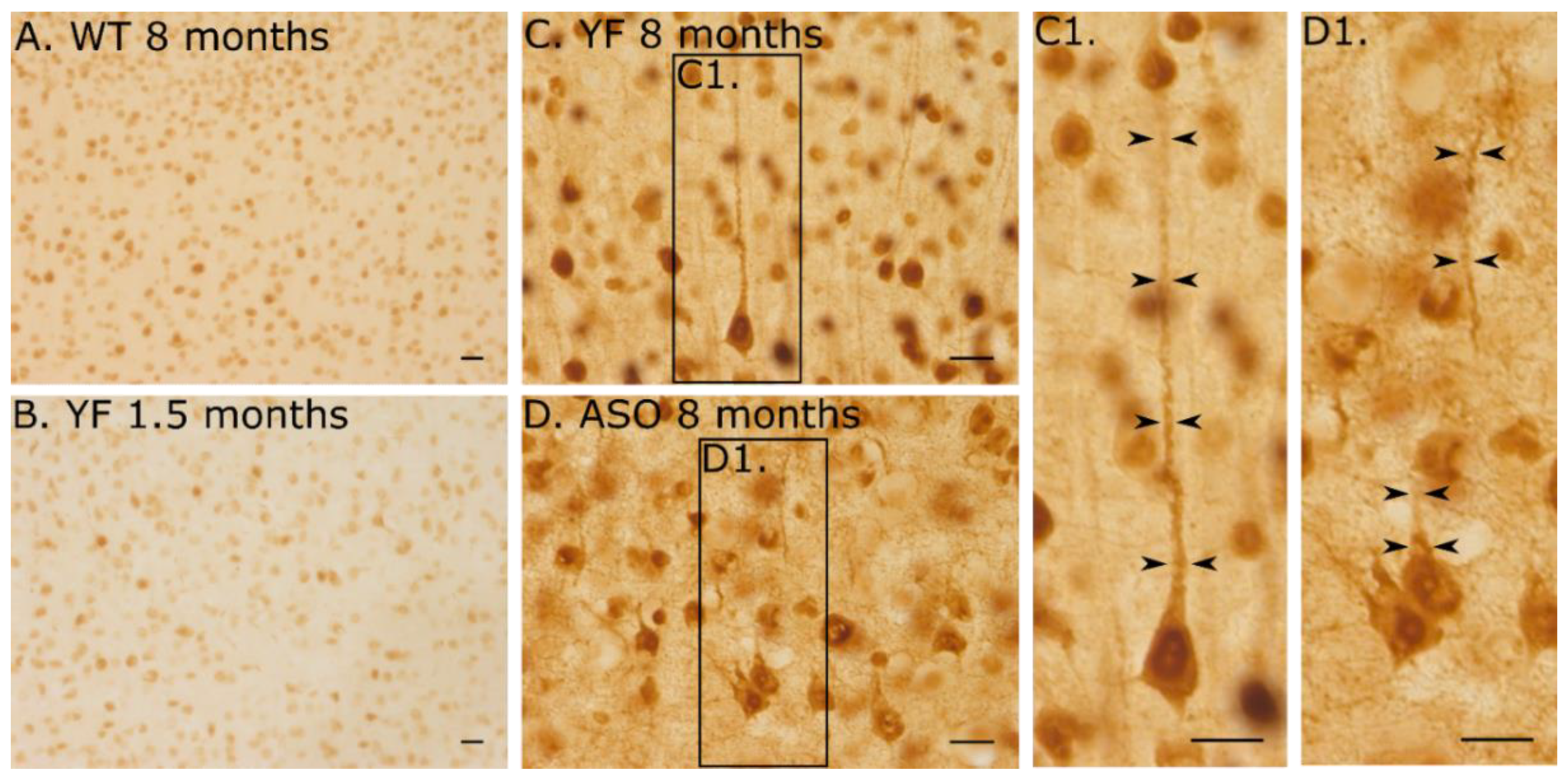 Cells 11 03673 g006 Cells 11 03673 g006