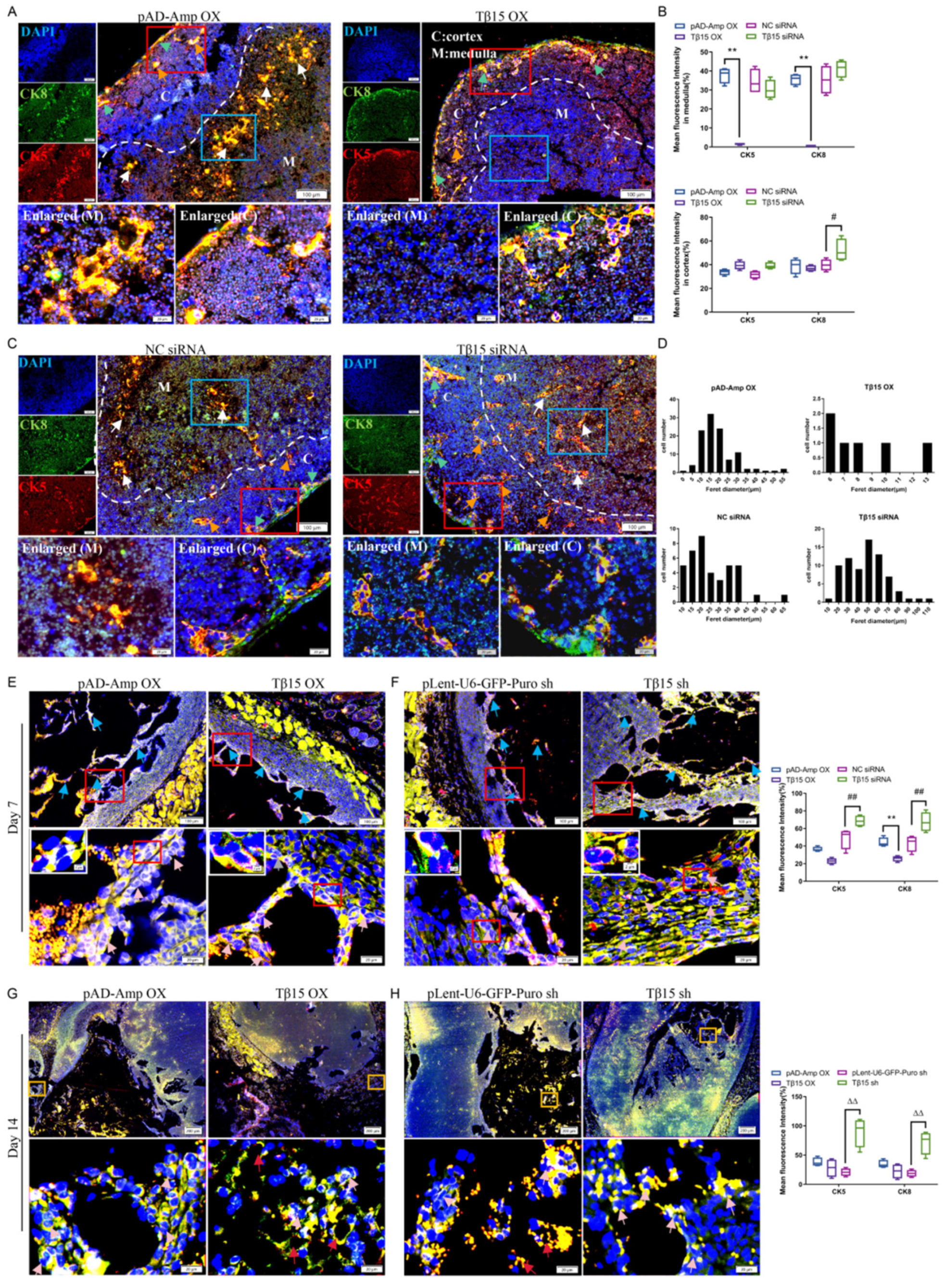 Cells 11 03679 g002 Cells 11 03679 g002