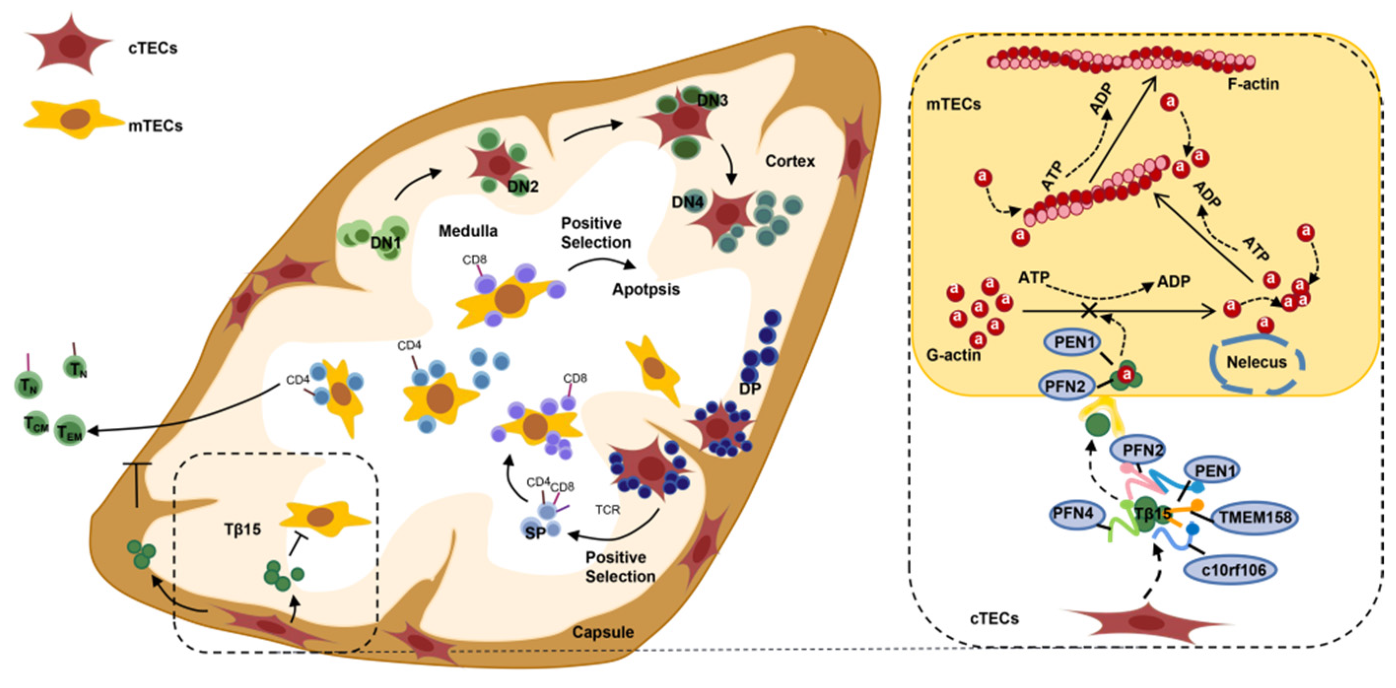 Cells 11 03679 g006 Cells 11 03679 g006