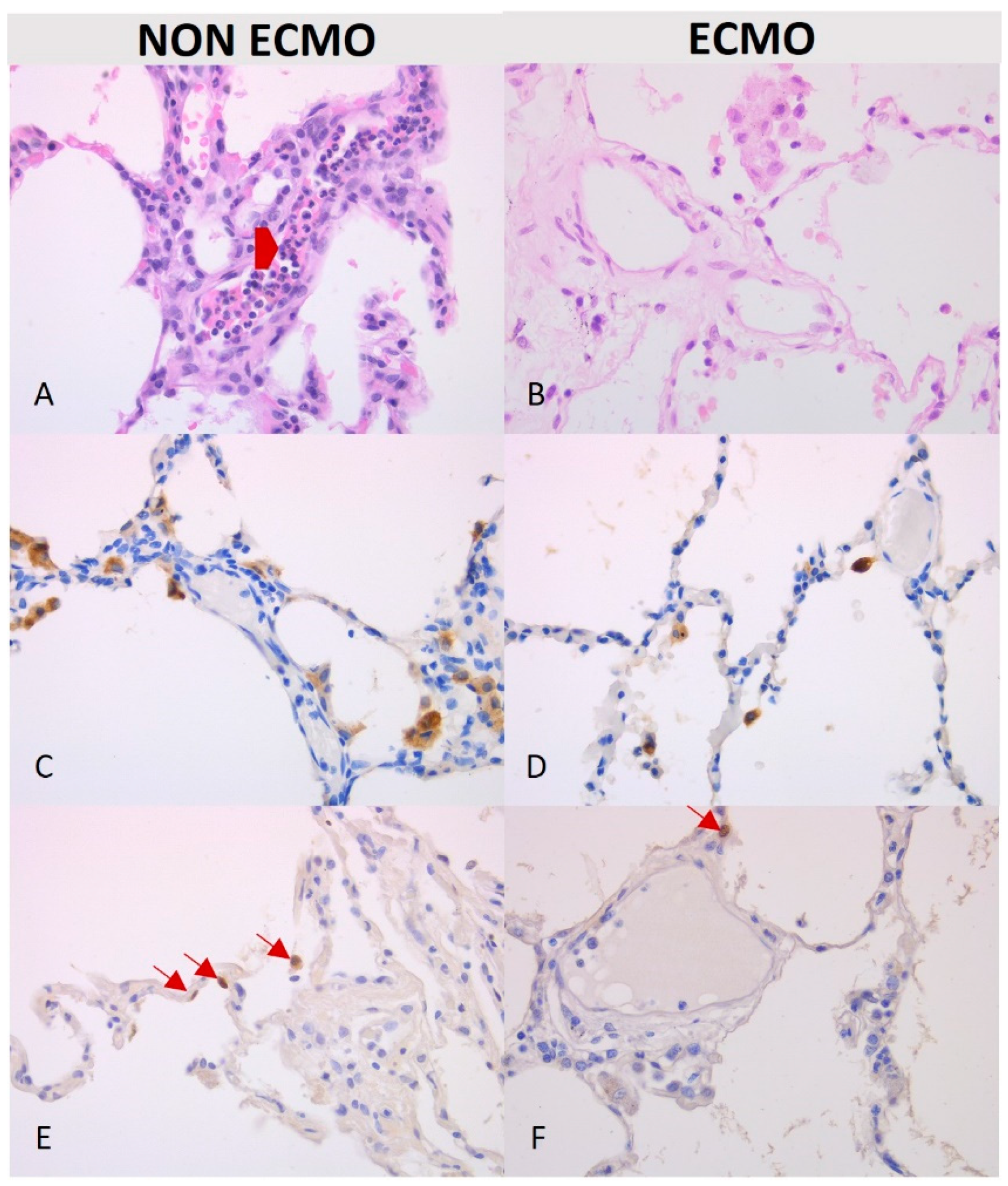 Cells 11 03681 g005 Cells 11 03681 g005