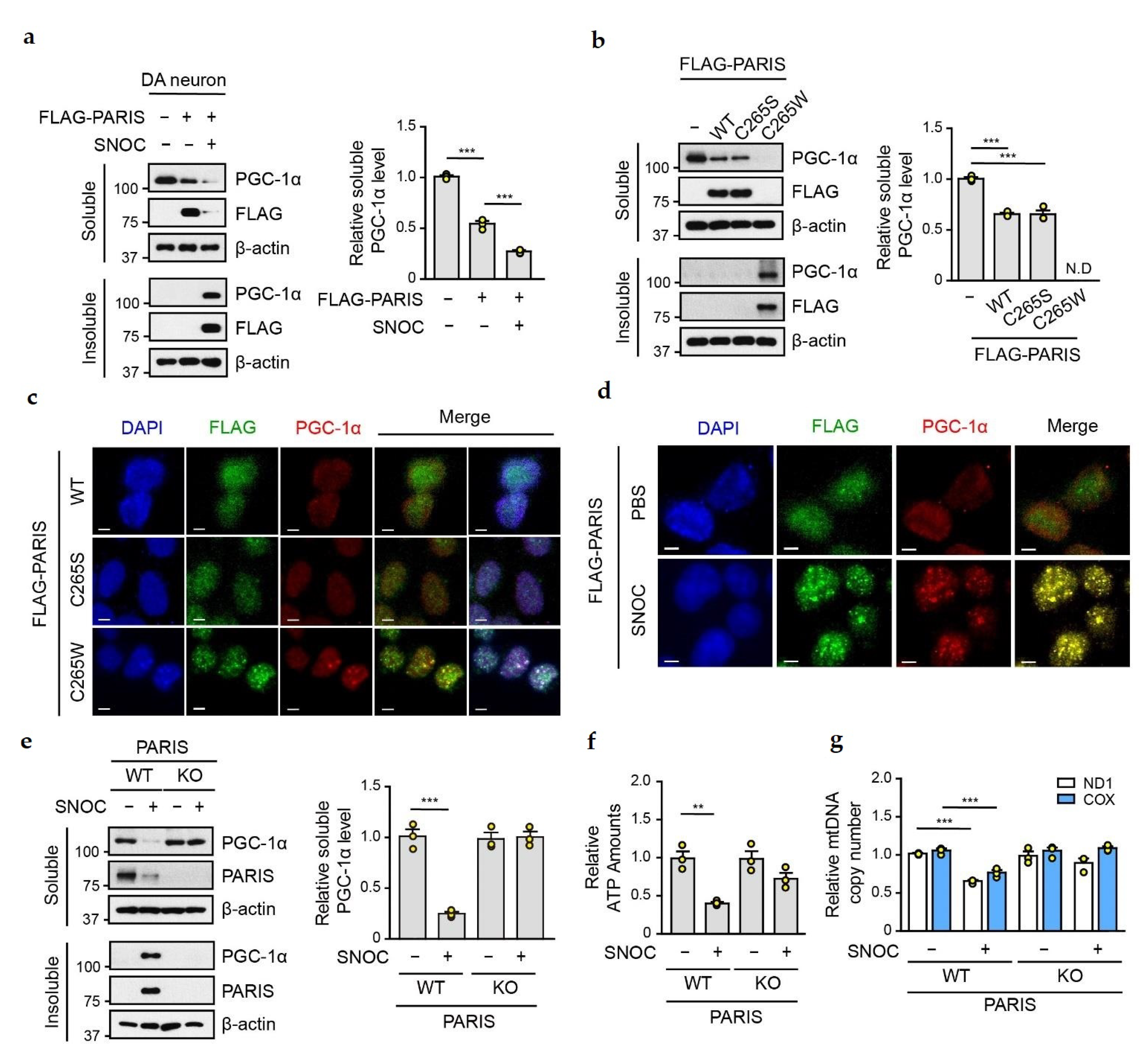 Cells 11 03682 g004 Cells 11 03682 g004