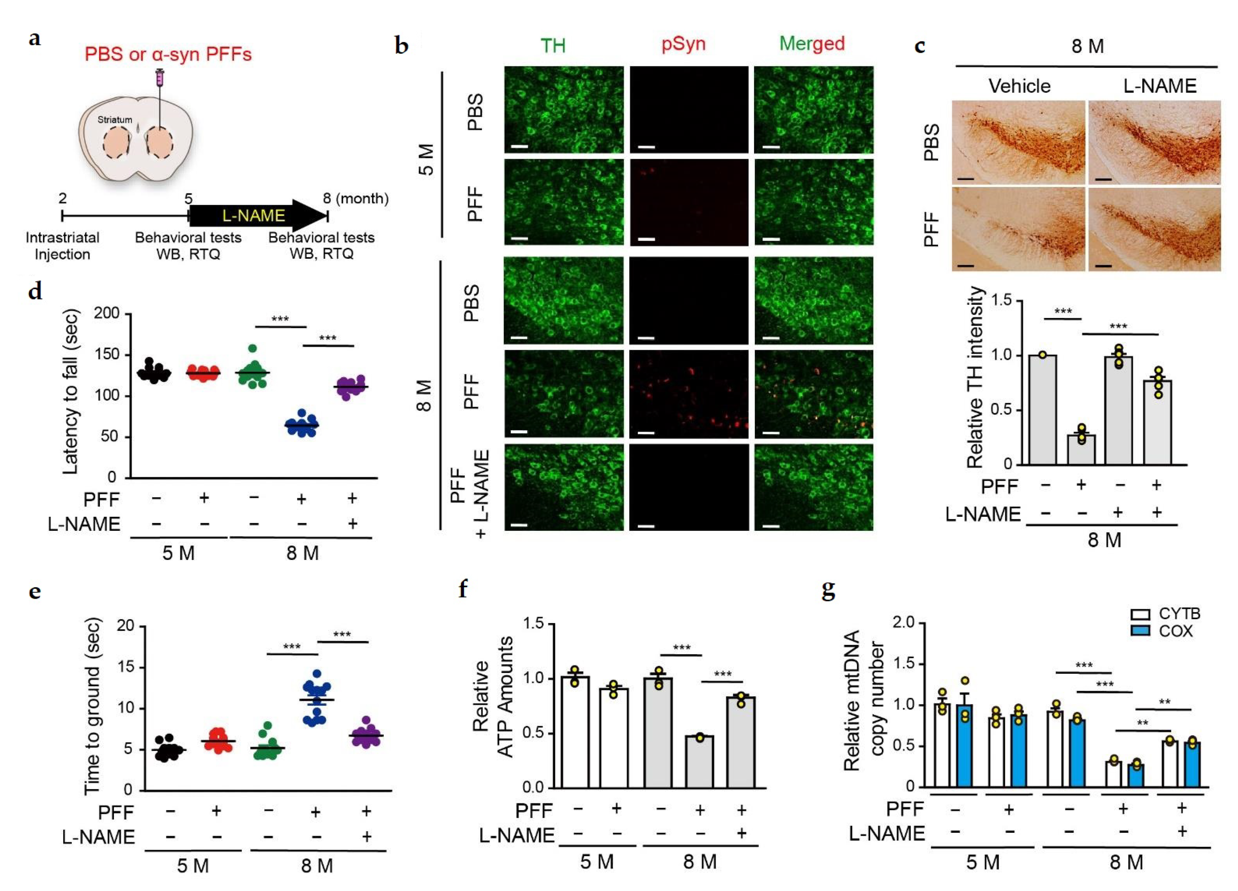 Cells 11 03682 g005 Cells 11 03682 g005