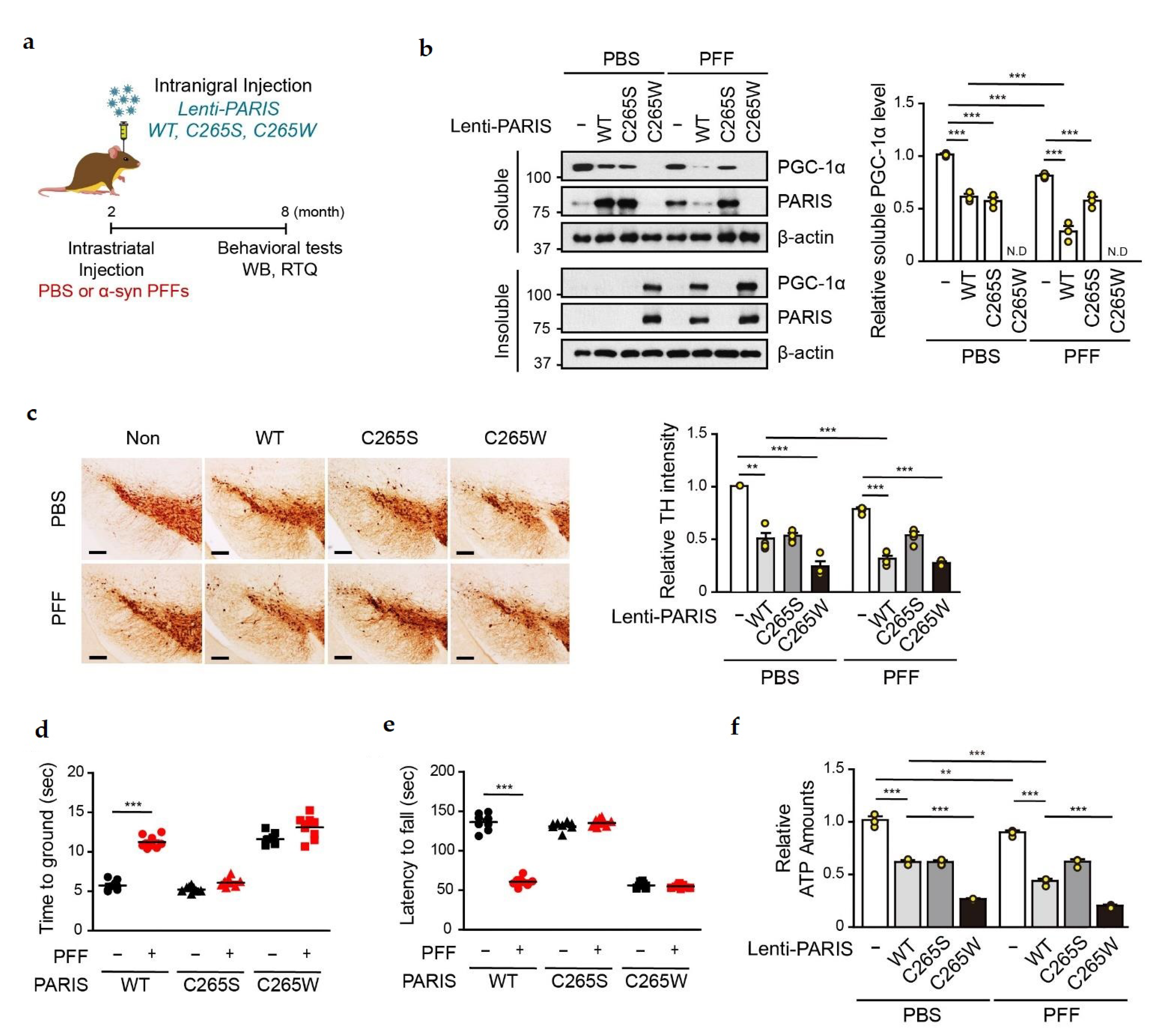 Cells 11 03682 g006 Cells 11 03682 g006