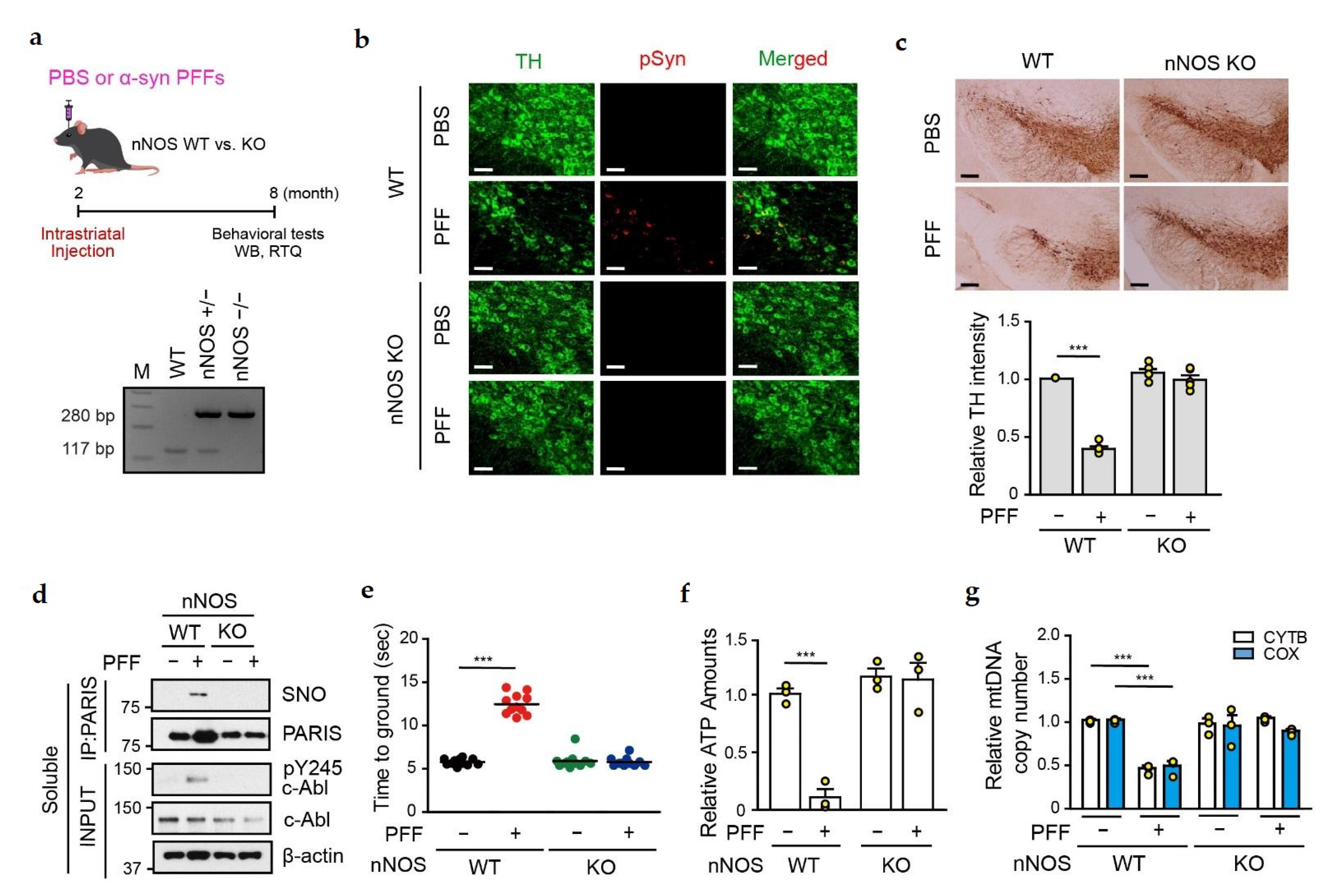 Cells 11 03682 g007 Cells 11 03682 g007