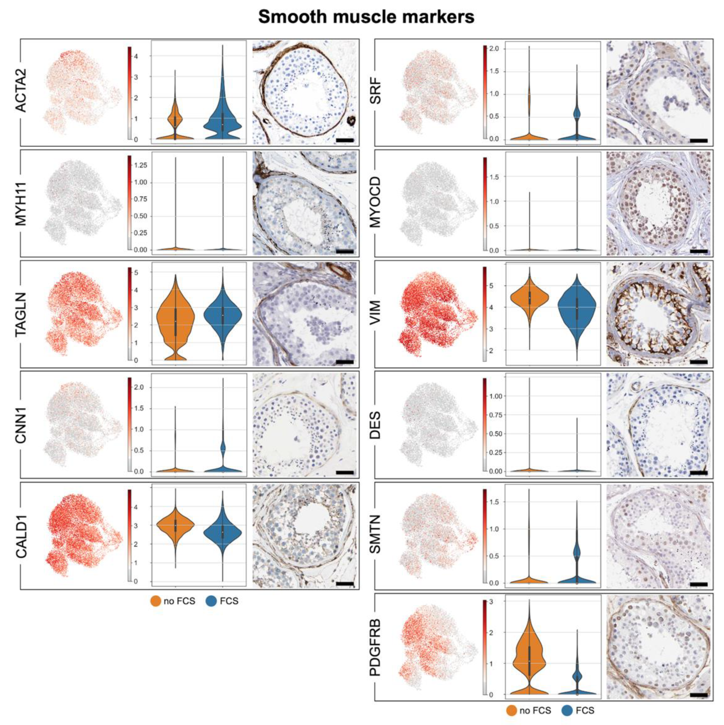 Cells 11 03685 g003 Cells 11 03685 g003