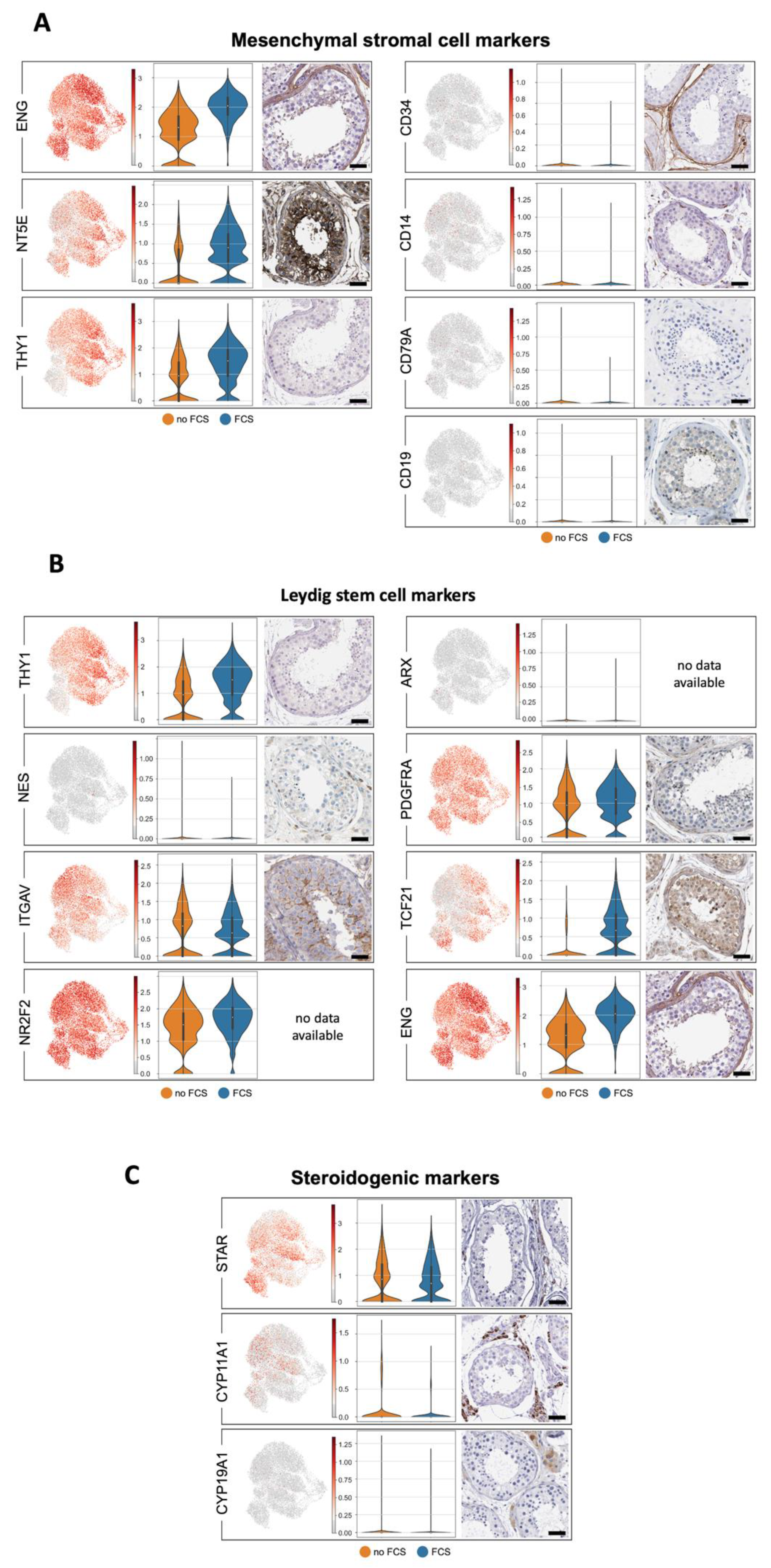 Cells 11 03685 g007 Cells 11 03685 g007