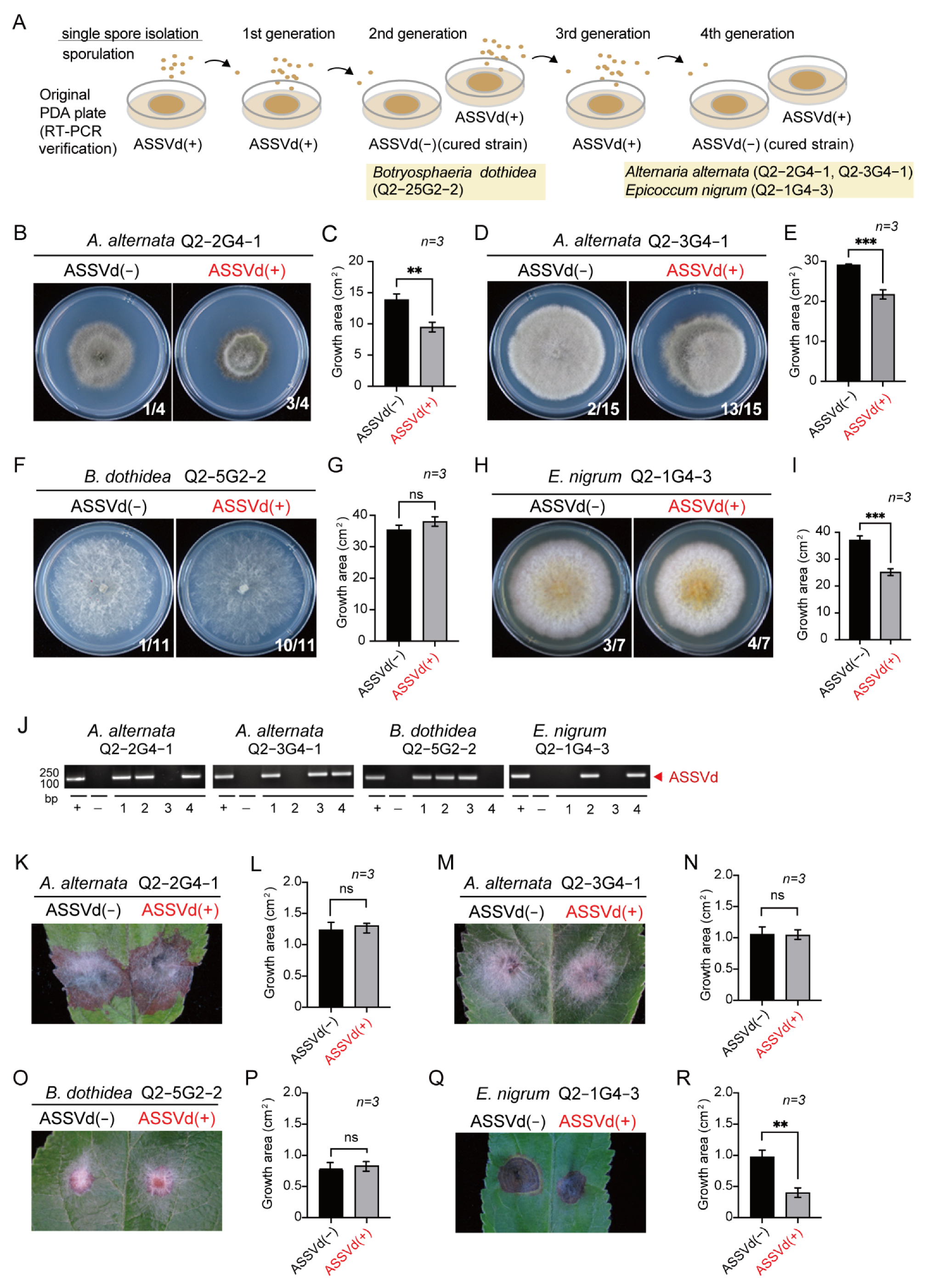 Cells 11 03686 g002 Cells 11 03686 g002