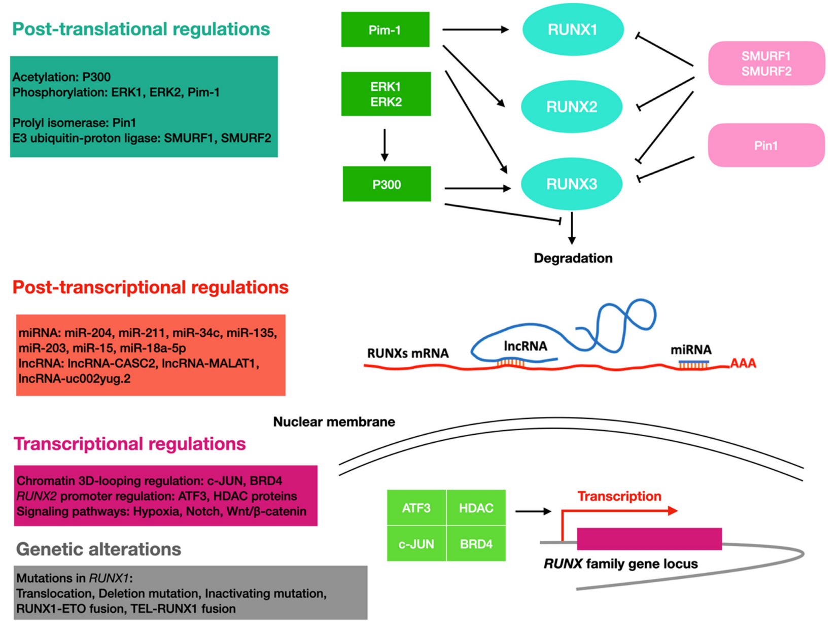 Cells 11 03687 g002 Cells 11 03687 g002