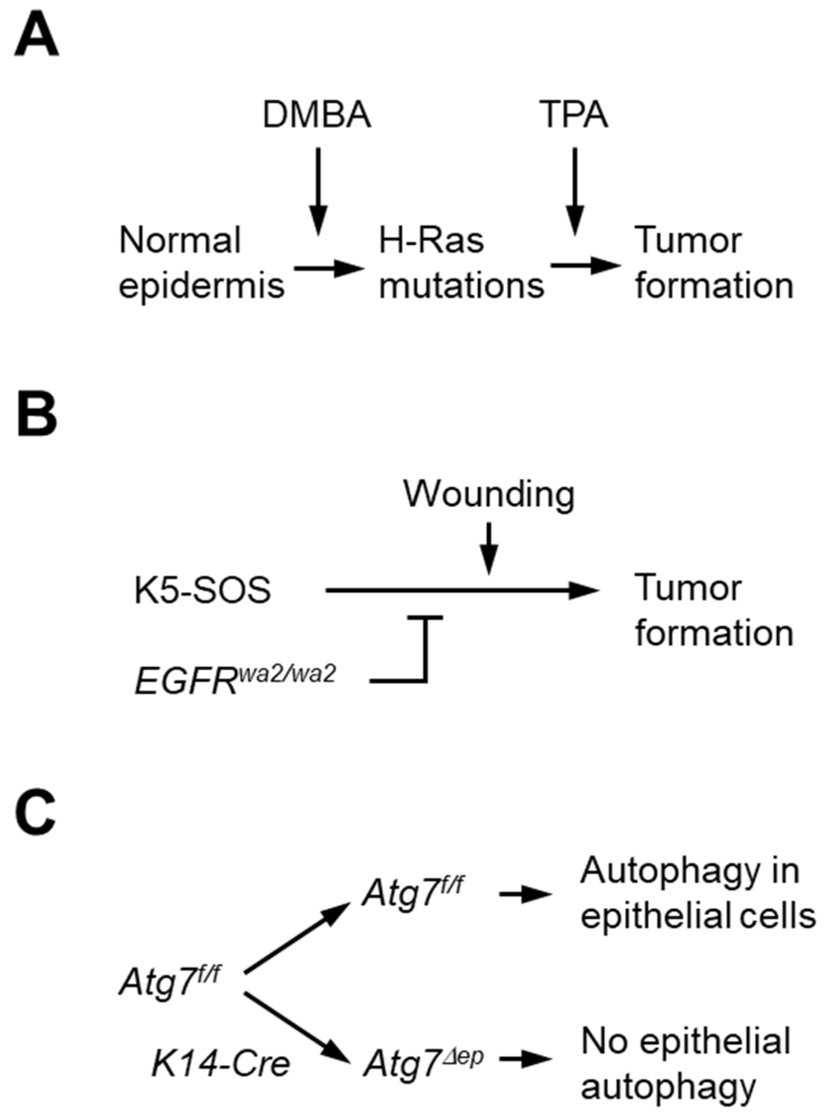 Cells 11 03691 g001 Cells 11 03691 g001