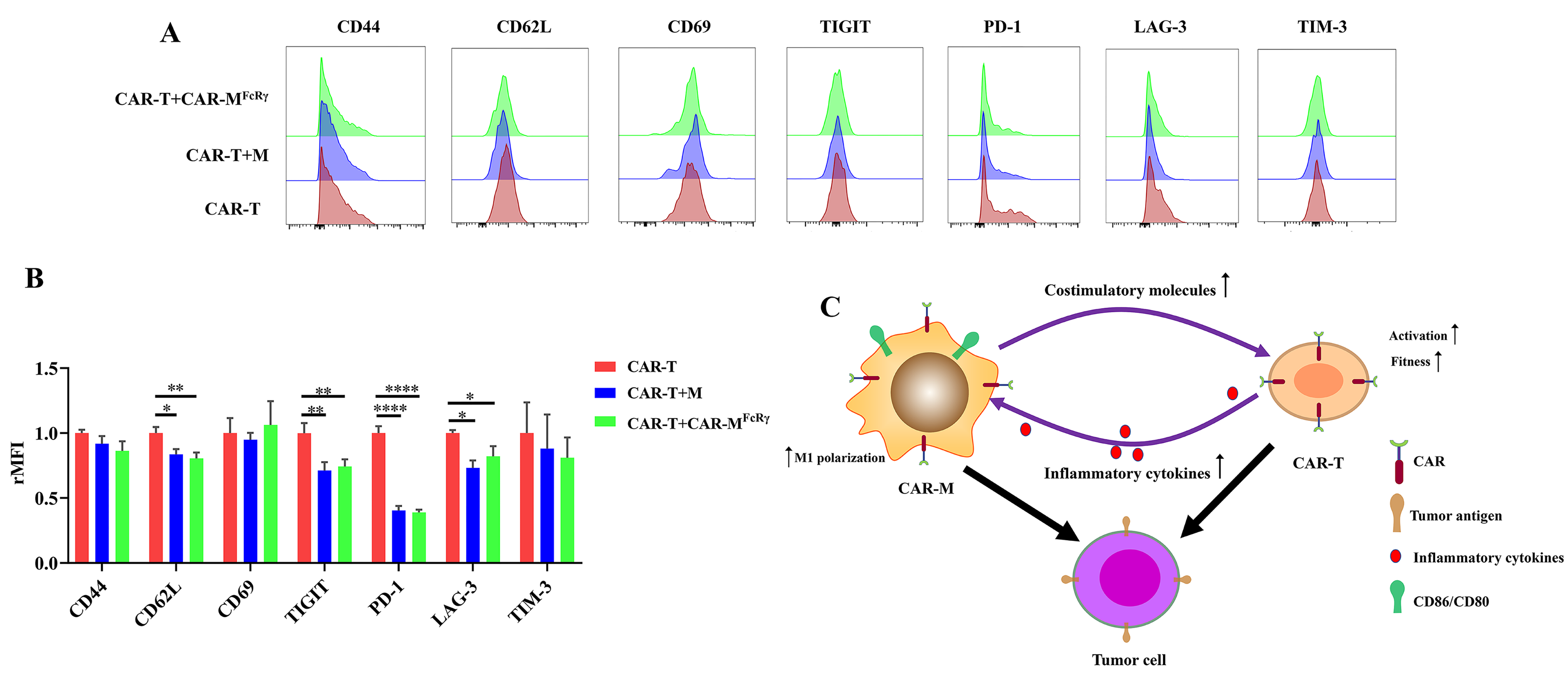 Cells Free FullText CARMacrophages and CART Cells Synergistically Kill Tumor Cells In Vitro
