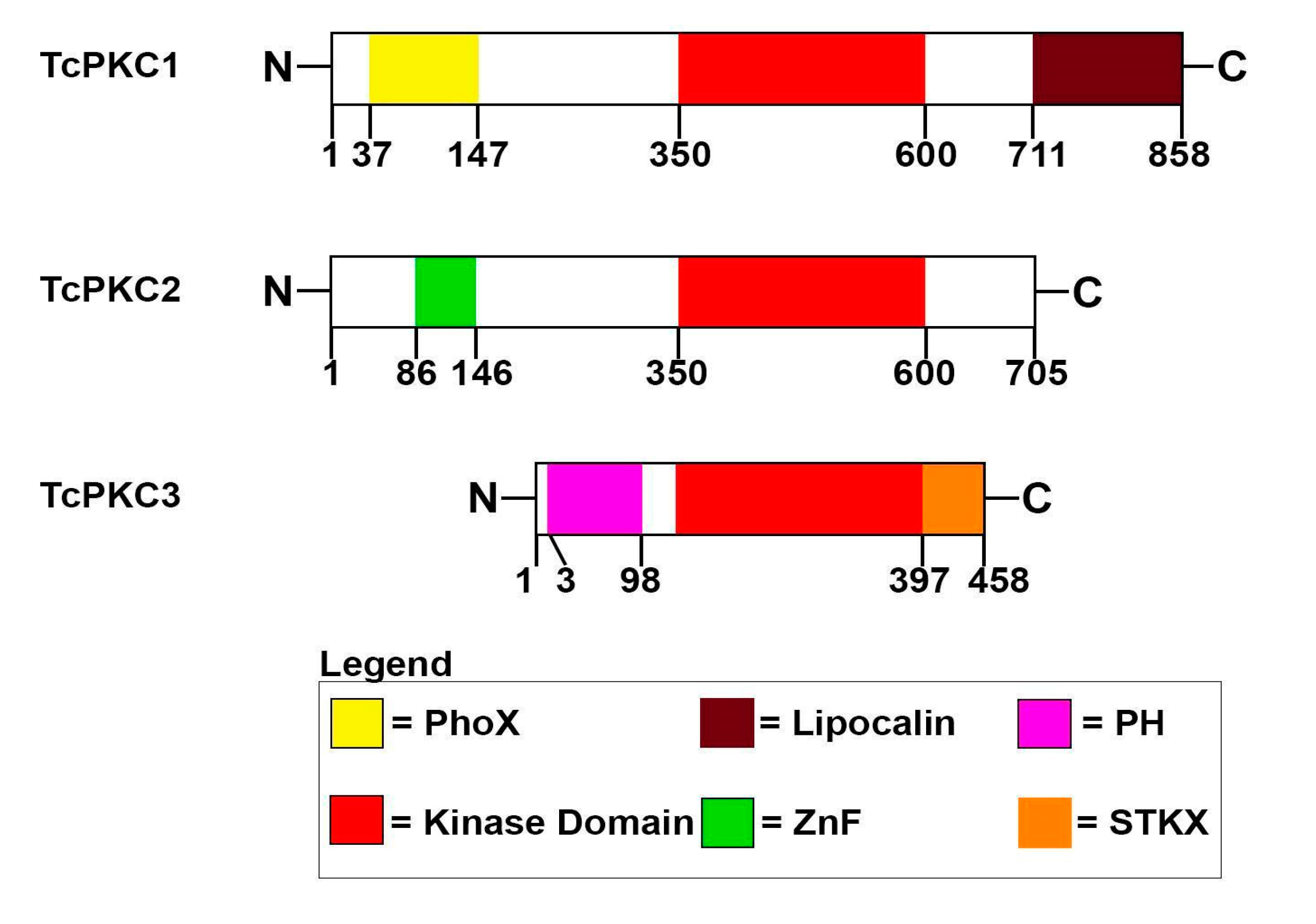 Cells 11 03693 g003 Cells 11 03693 g003