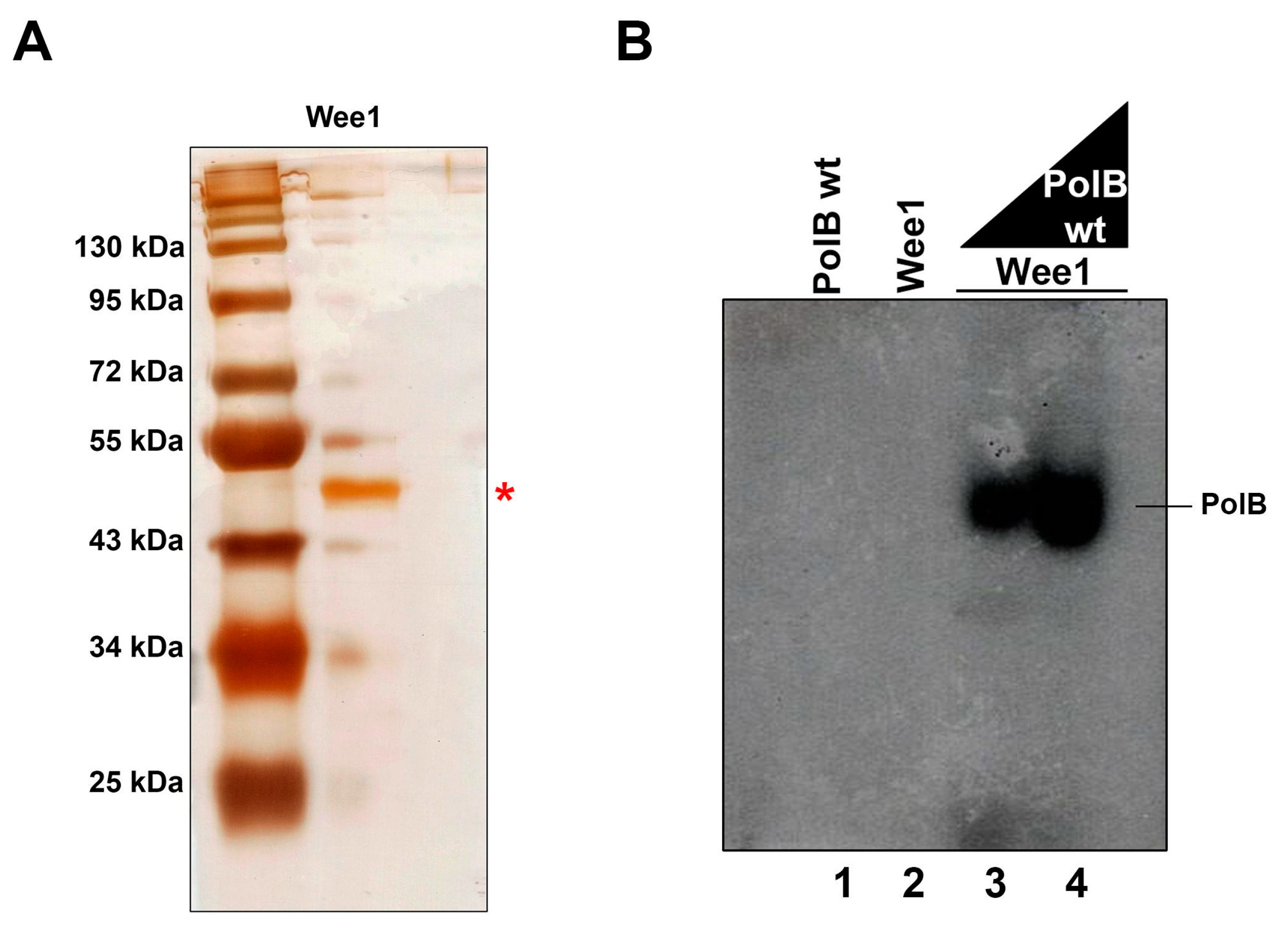 Cells 11 03693 g005 Cells 11 03693 g005