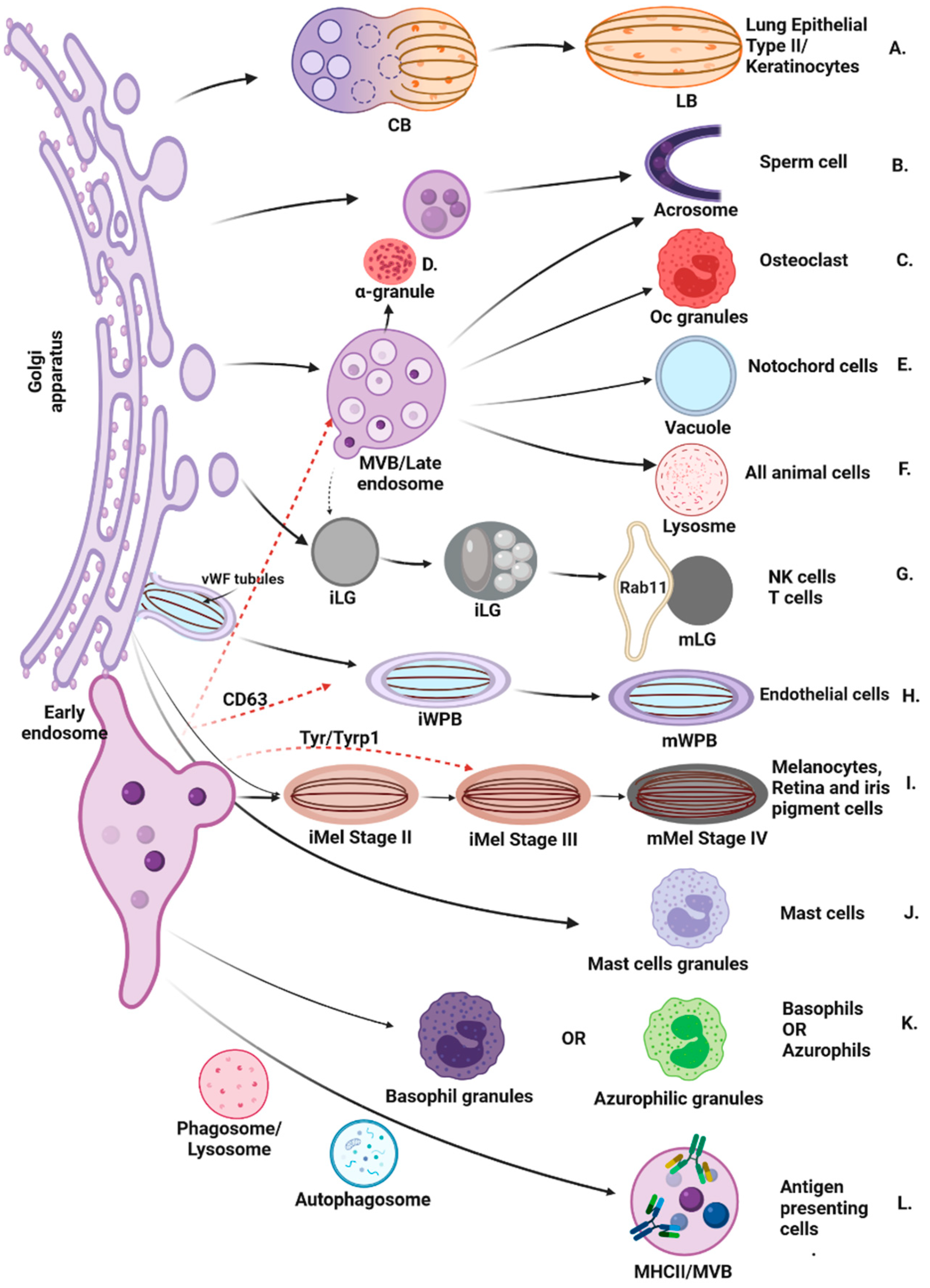 Cells 11 03702 g001 Cells 11 03702 g001