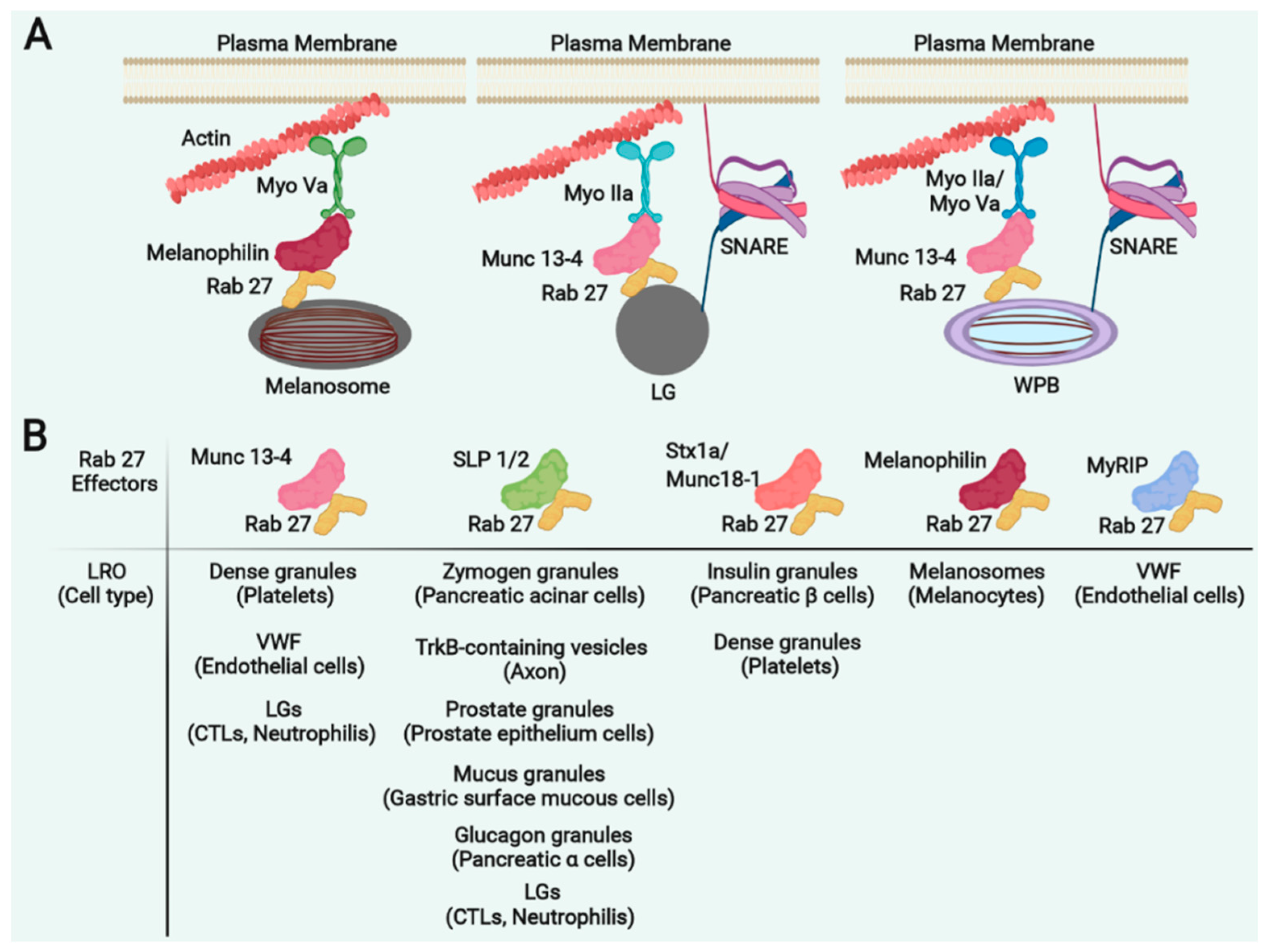 Cells 11 03702 g003 Cells 11 03702 g003