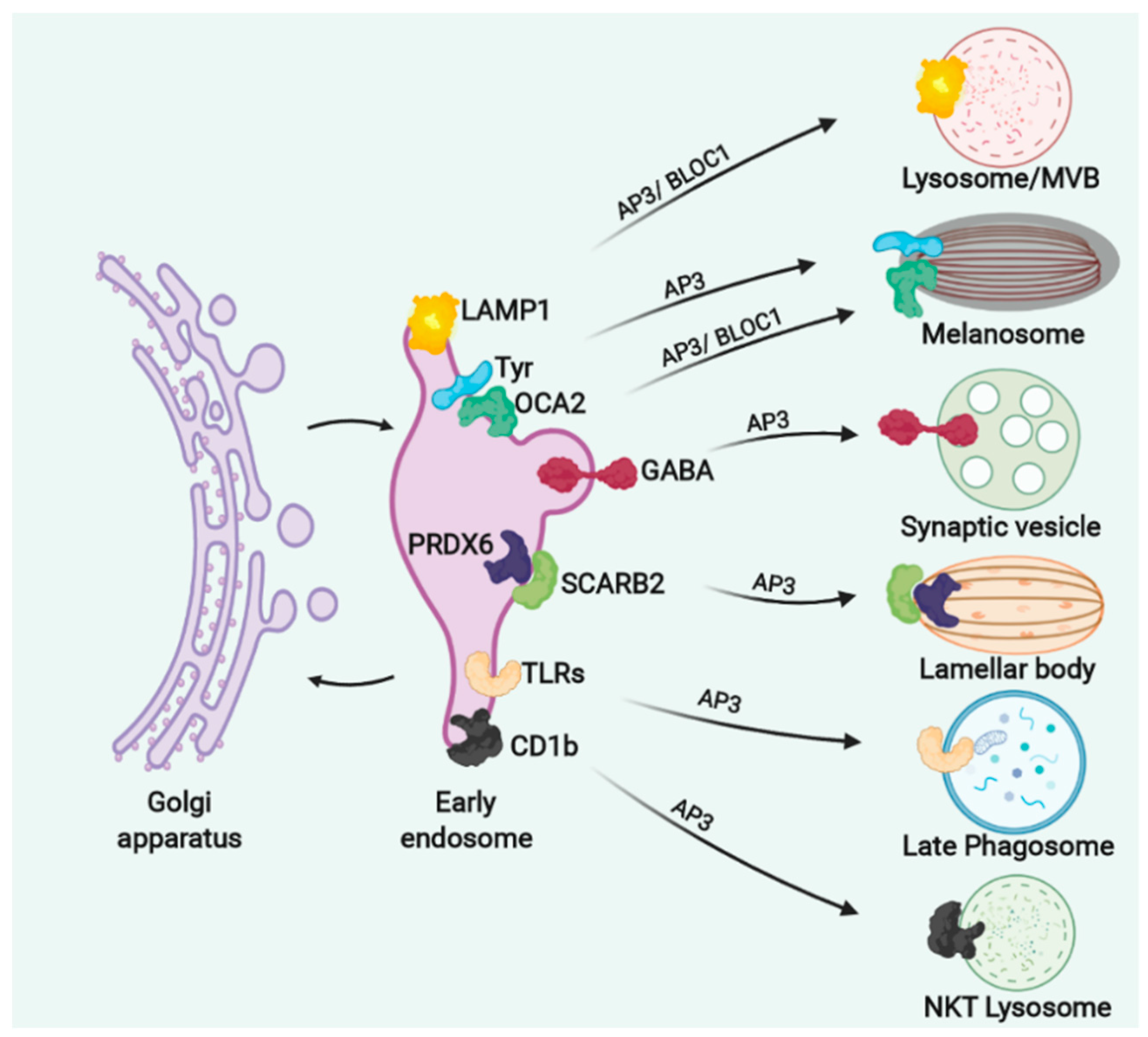Cells 11 03702 g004 Cells 11 03702 g004
