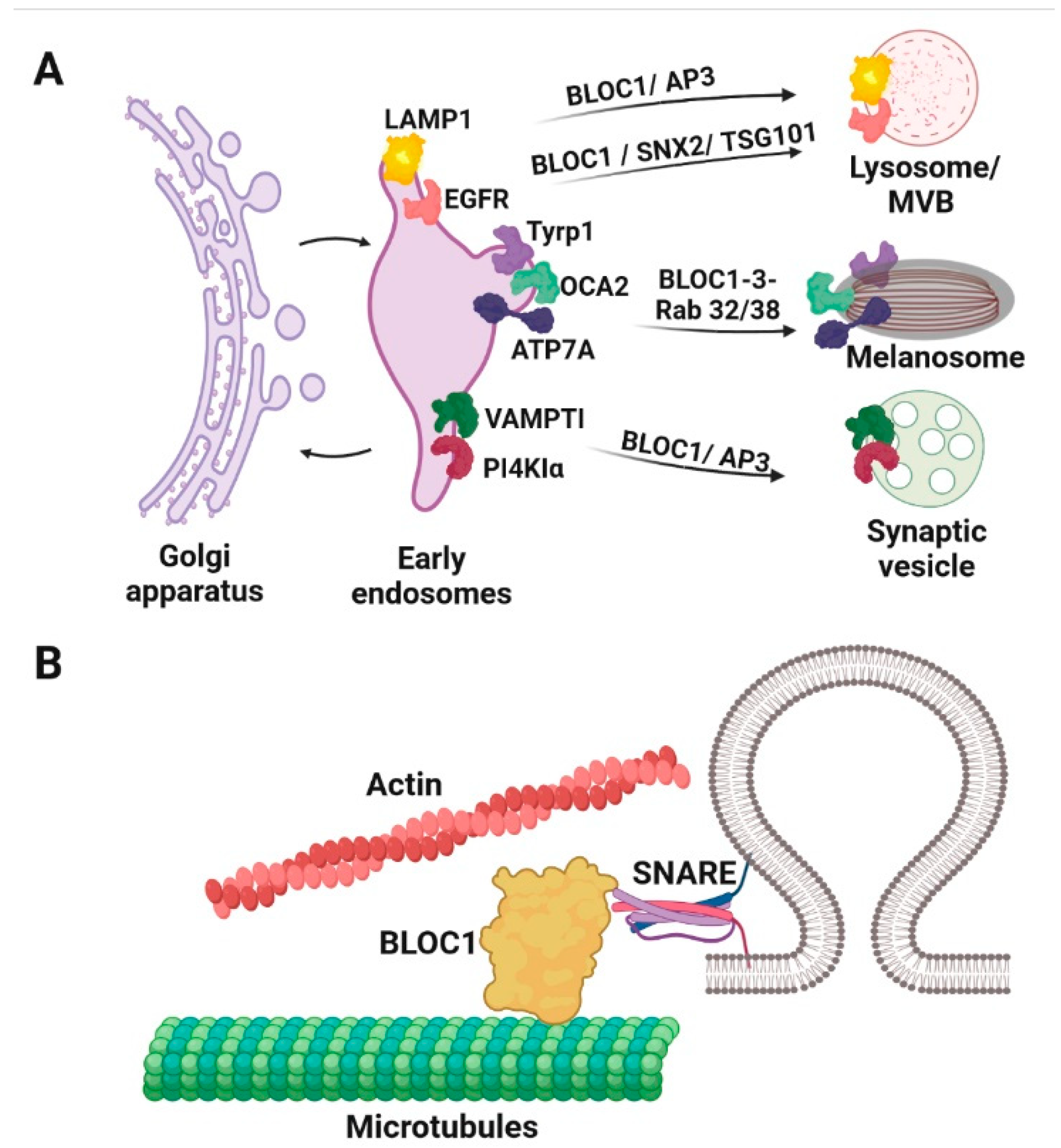 Cells 11 03702 g005 Cells 11 03702 g005