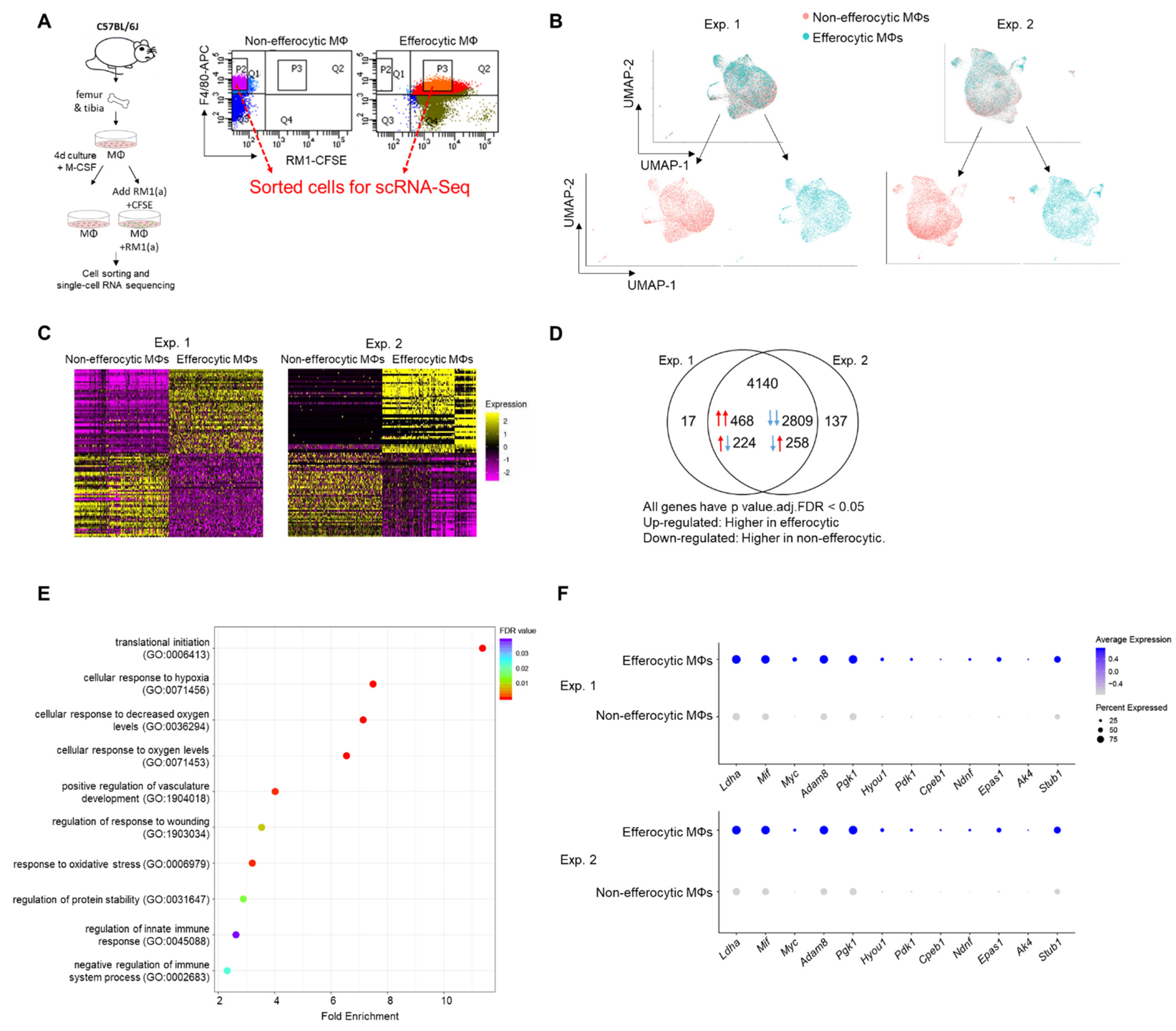 Cells 11 03712 g001 Cells 11 03712 g001