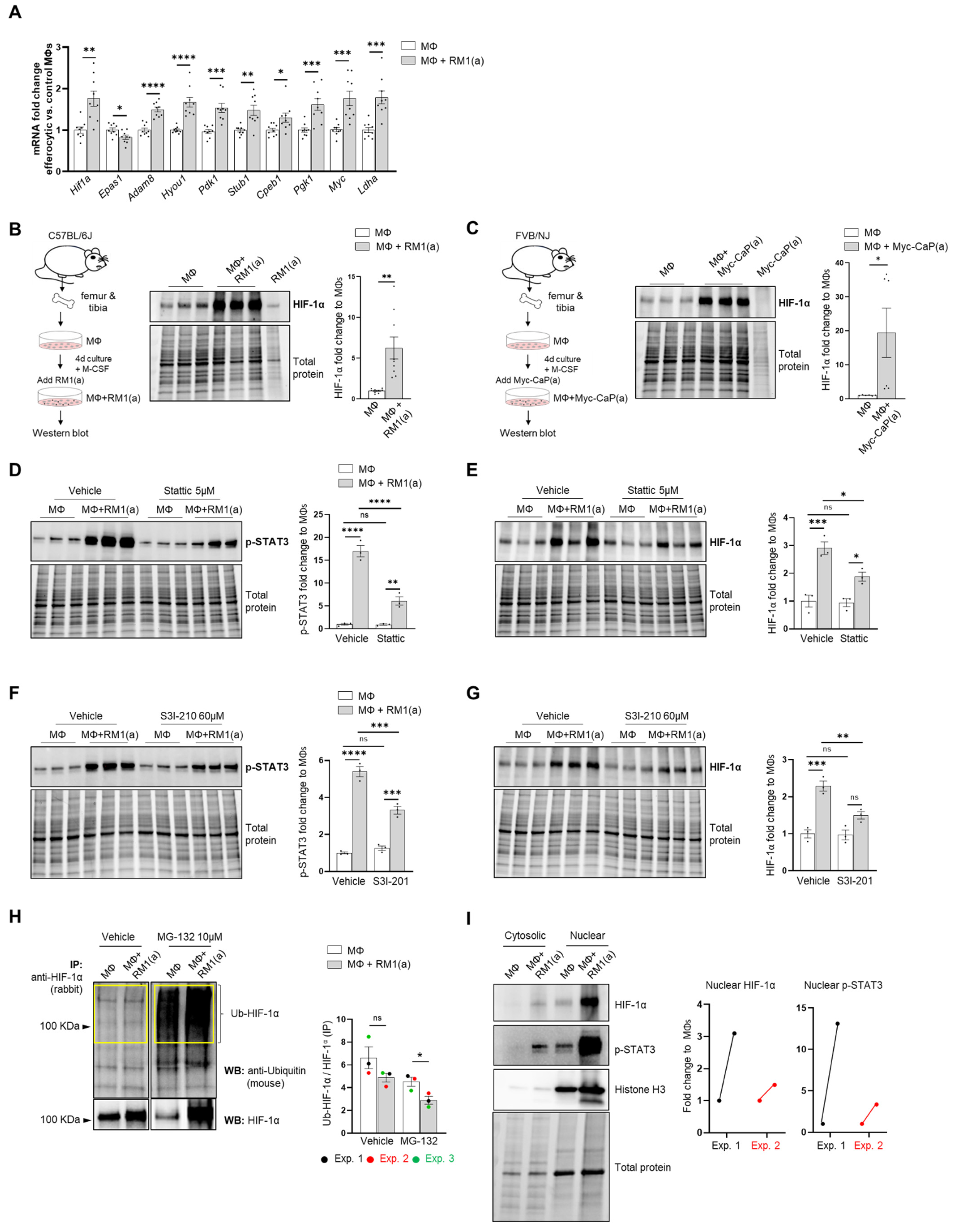 Cells 11 03712 g002 Cells 11 03712 g002
