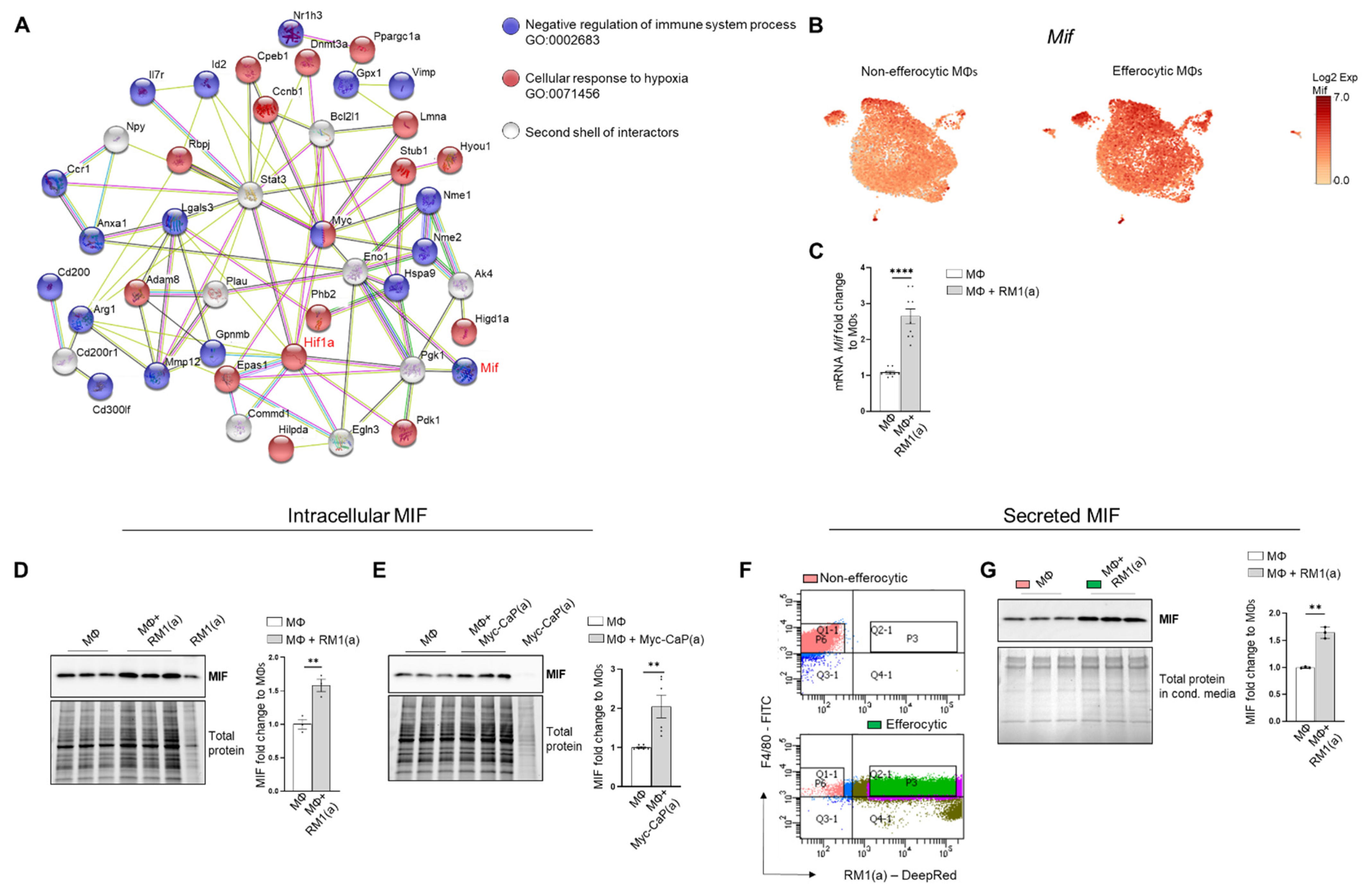 Cells 11 03712 g003 Cells 11 03712 g003