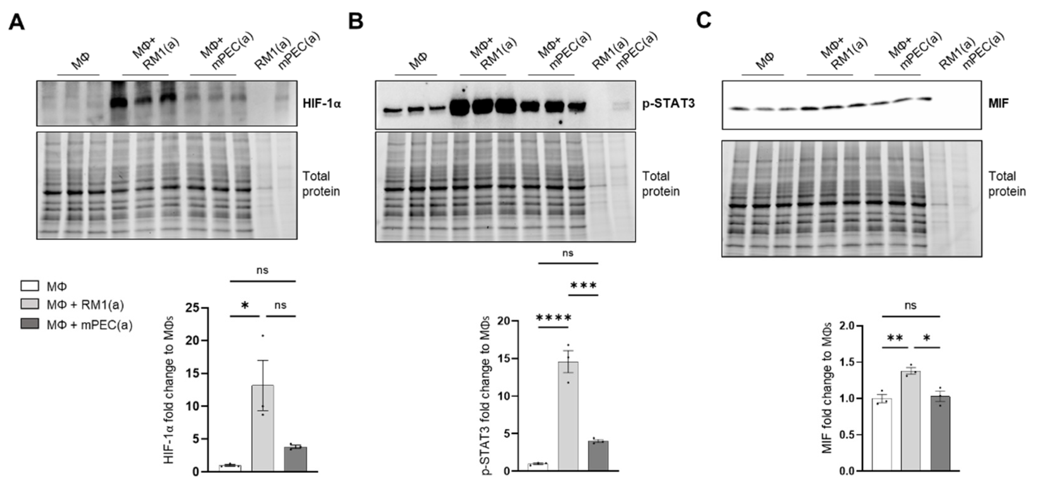 Cells 11 03712 g004 Cells 11 03712 g004