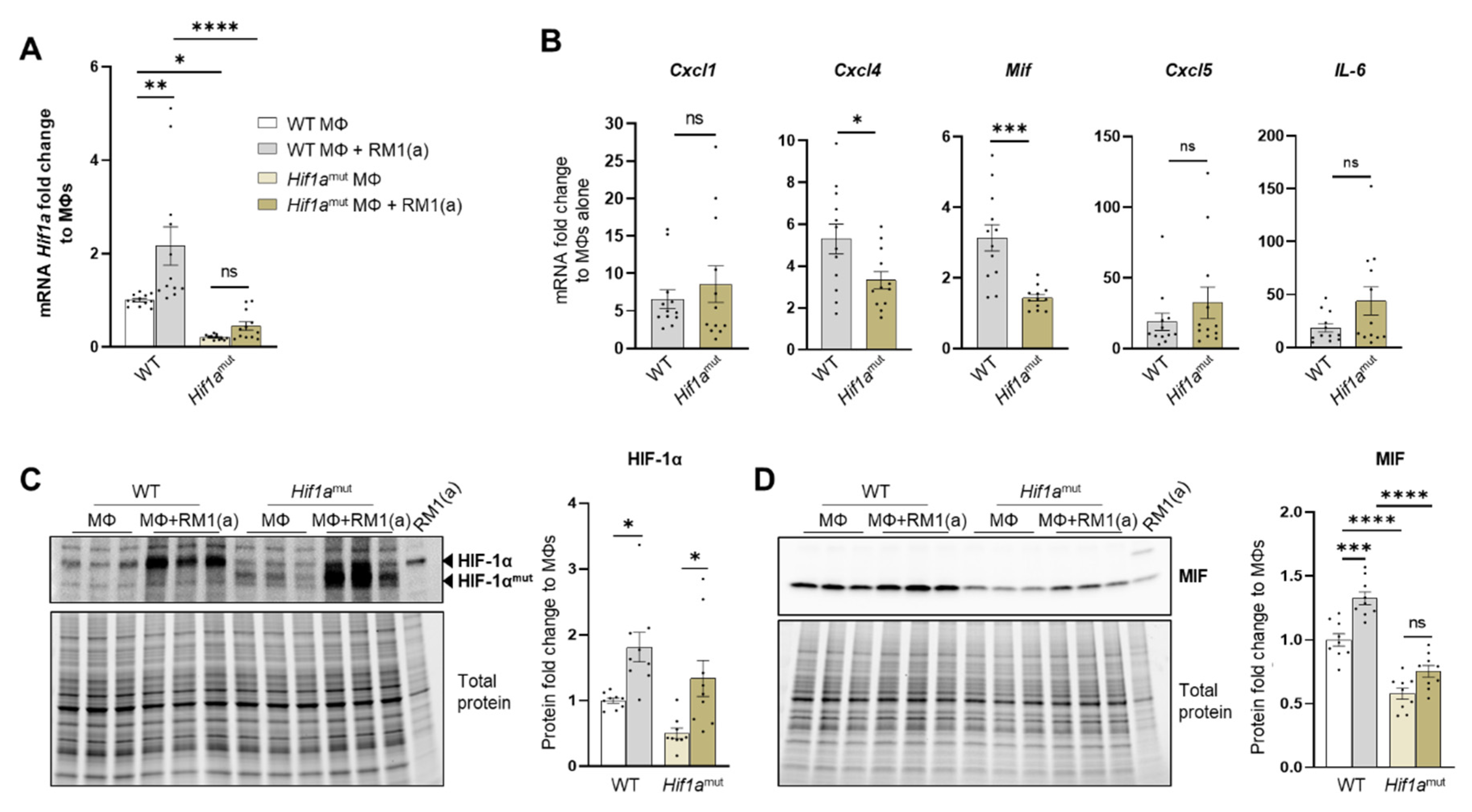 Cells 11 03712 g005 Cells 11 03712 g005