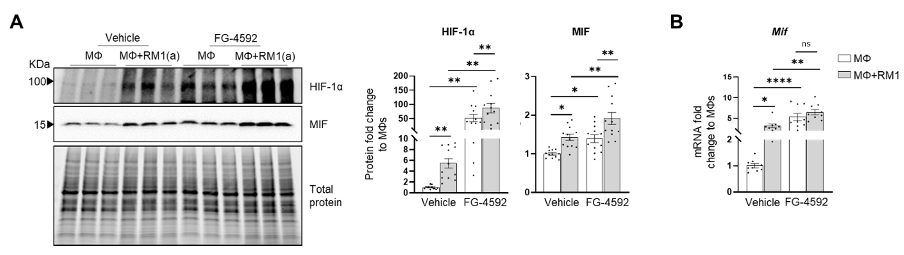 Cells 11 03712 g006 Cells 11 03712 g006