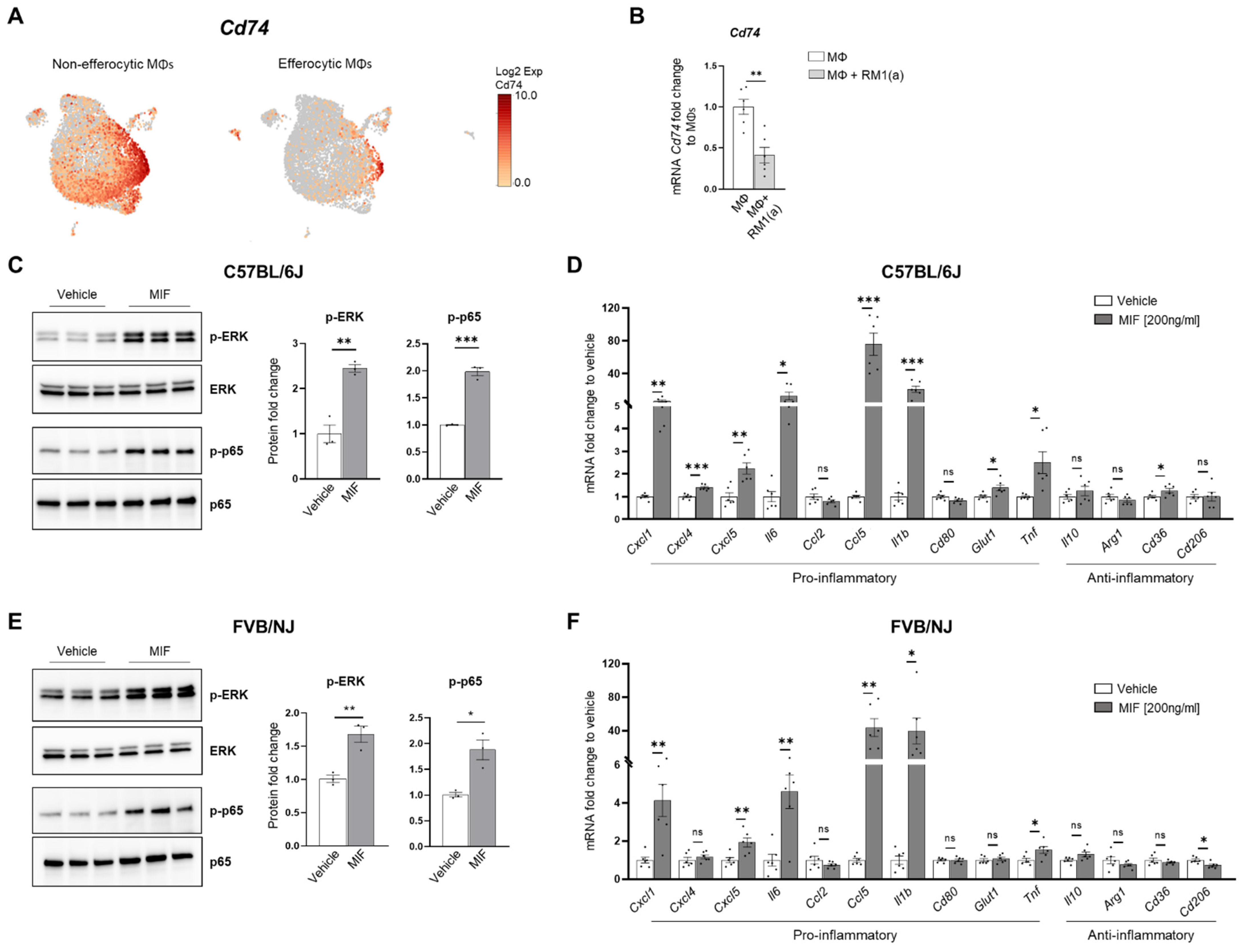 Cells 11 03712 g007 Cells 11 03712 g007