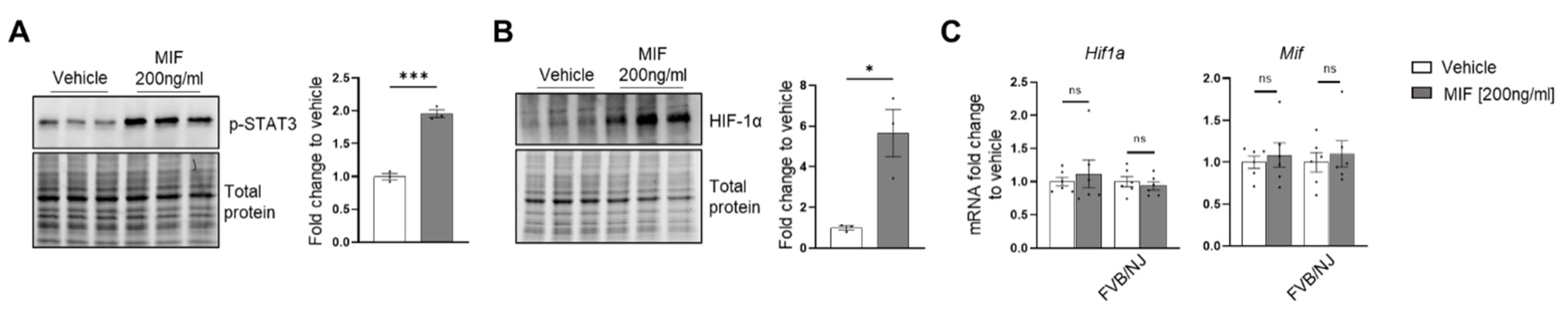 Cells 11 03712 g0a12 Cells 11 03712 g0a12
