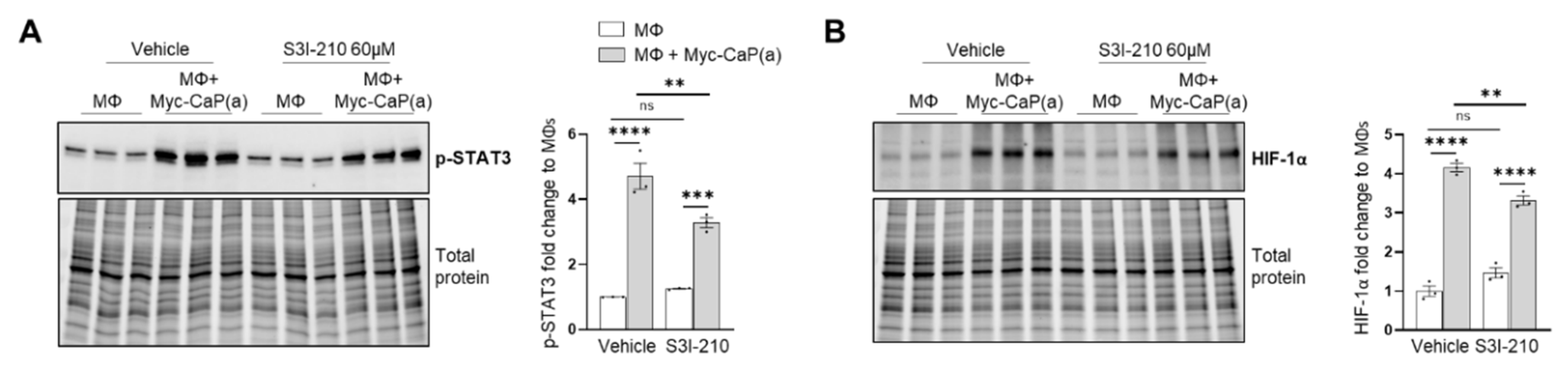 Cells 11 03712 g0a2 Cells 11 03712 g0a2