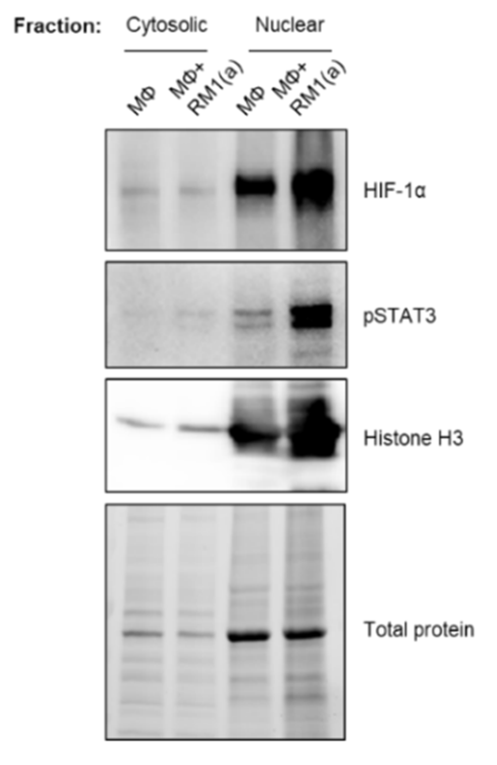 Cells 11 03712 g0a4 Cells 11 03712 g0a4