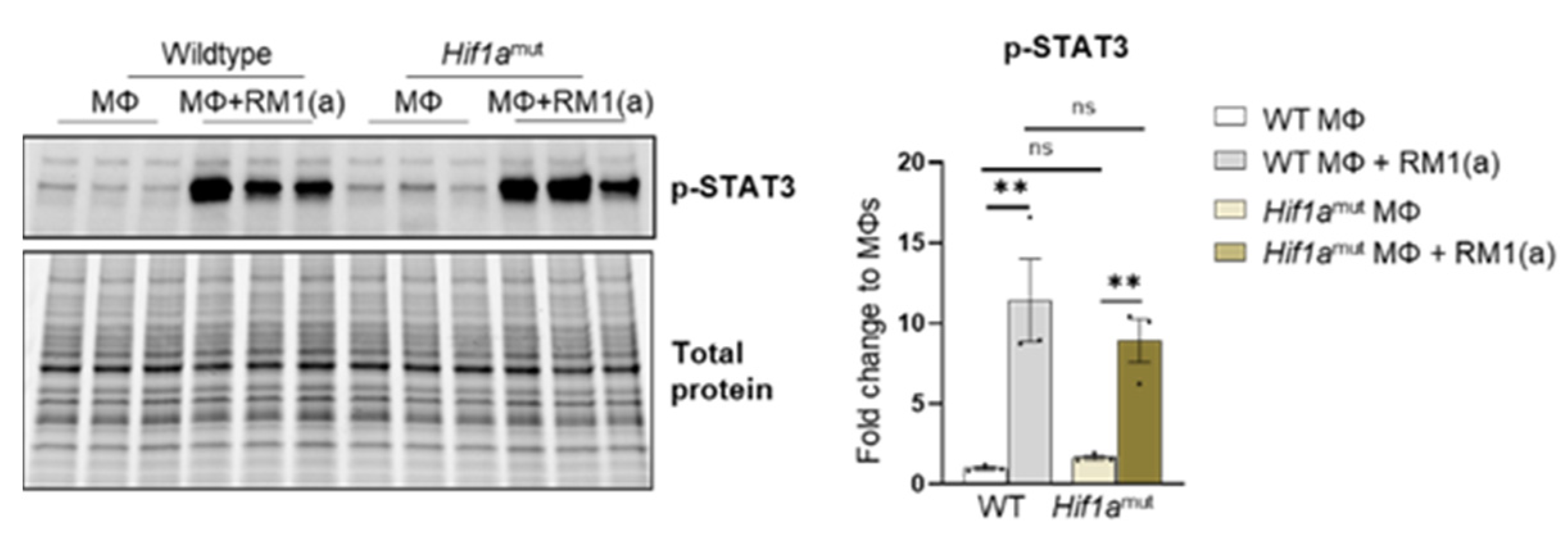 Cells 11 03712 g0a9 Cells 11 03712 g0a9