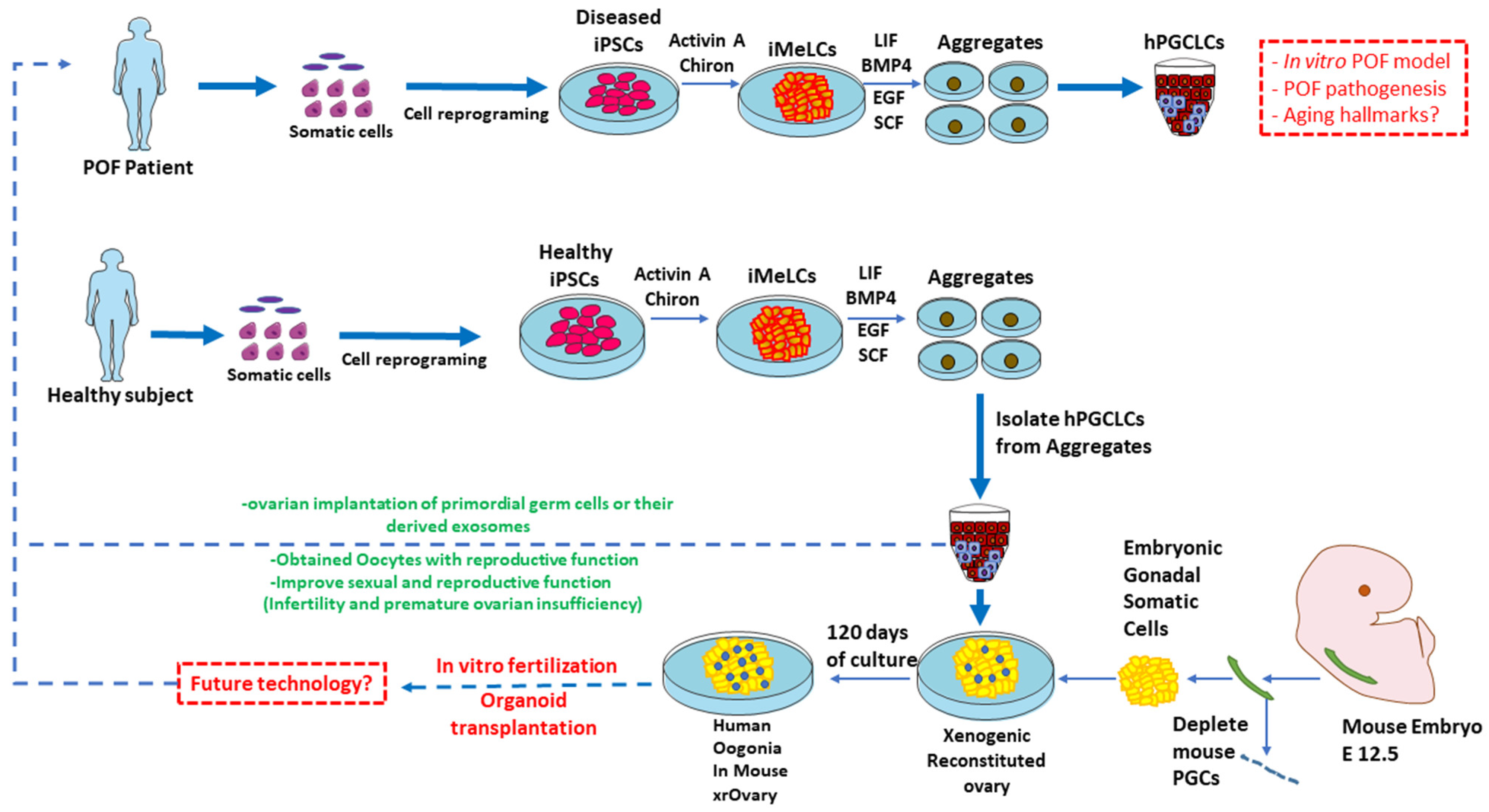 Cells 11 03713 g005 Cells 11 03713 g005