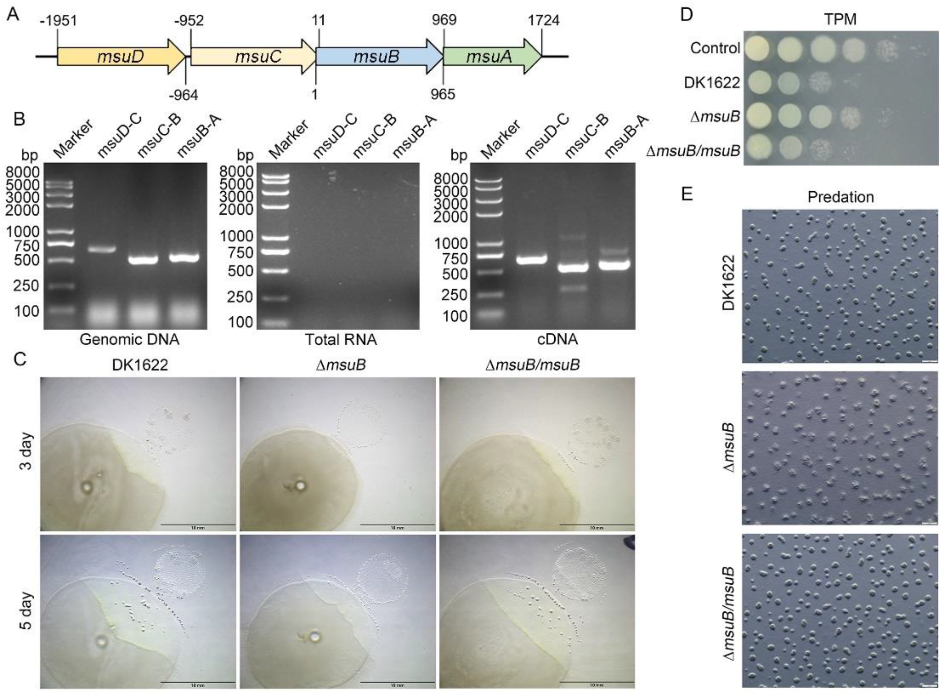 Cells 11 03718 g001 Cells 11 03718 g001