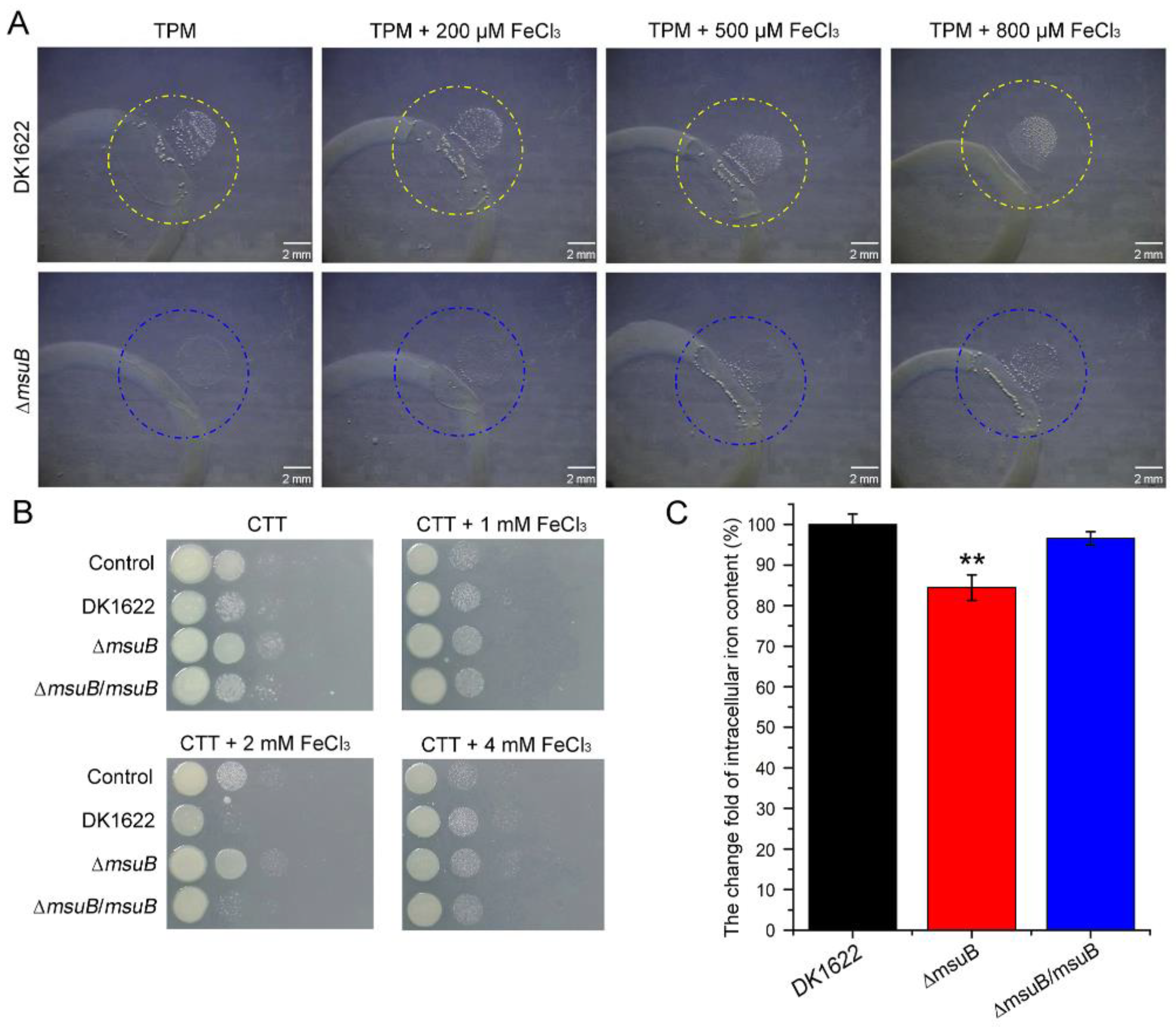 Cells 11 03718 g002 Cells 11 03718 g002