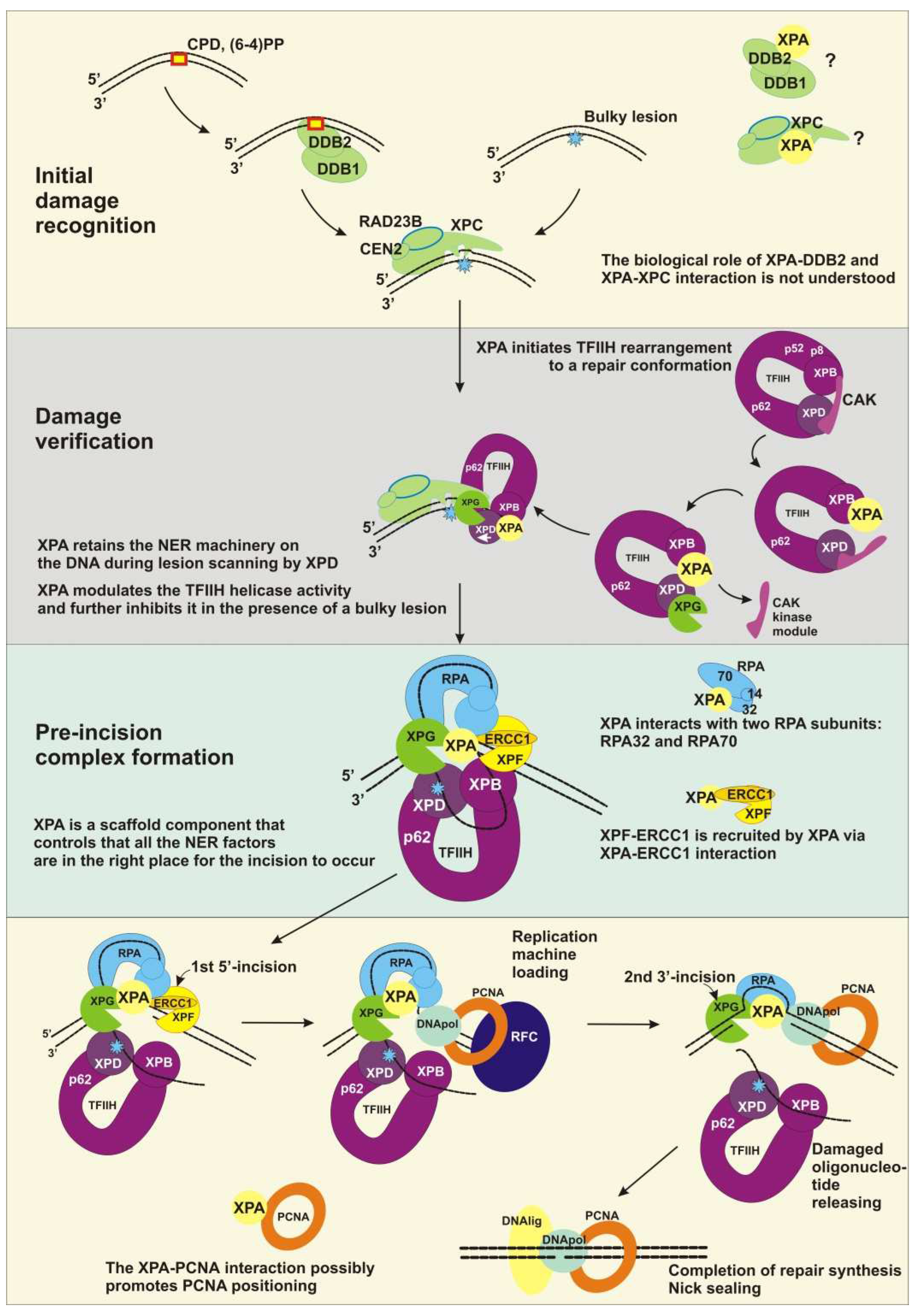 Cells 11 03723 g003 Cells 11 03723 g003