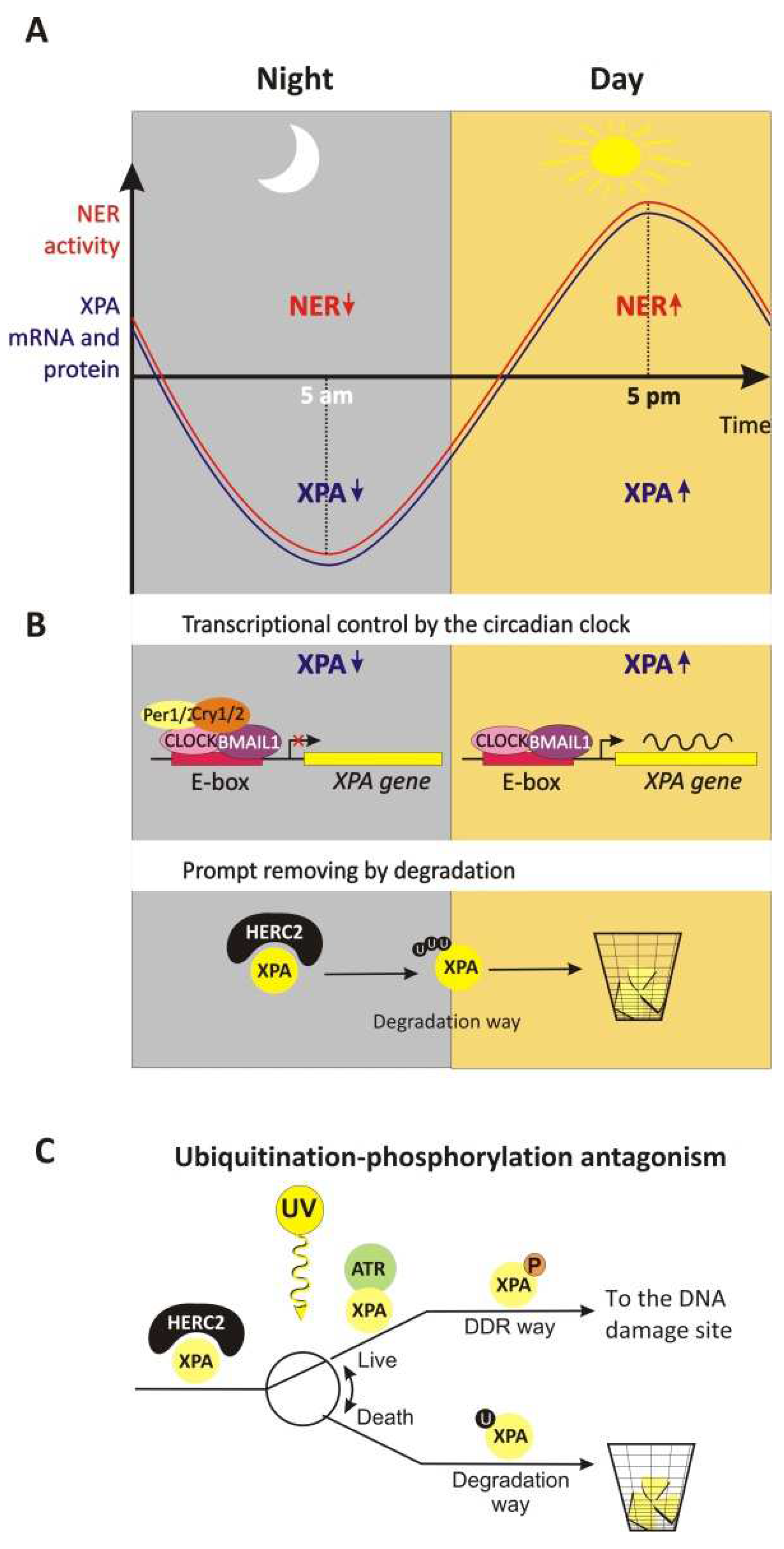Cells 11 03723 g005 Cells 11 03723 g005