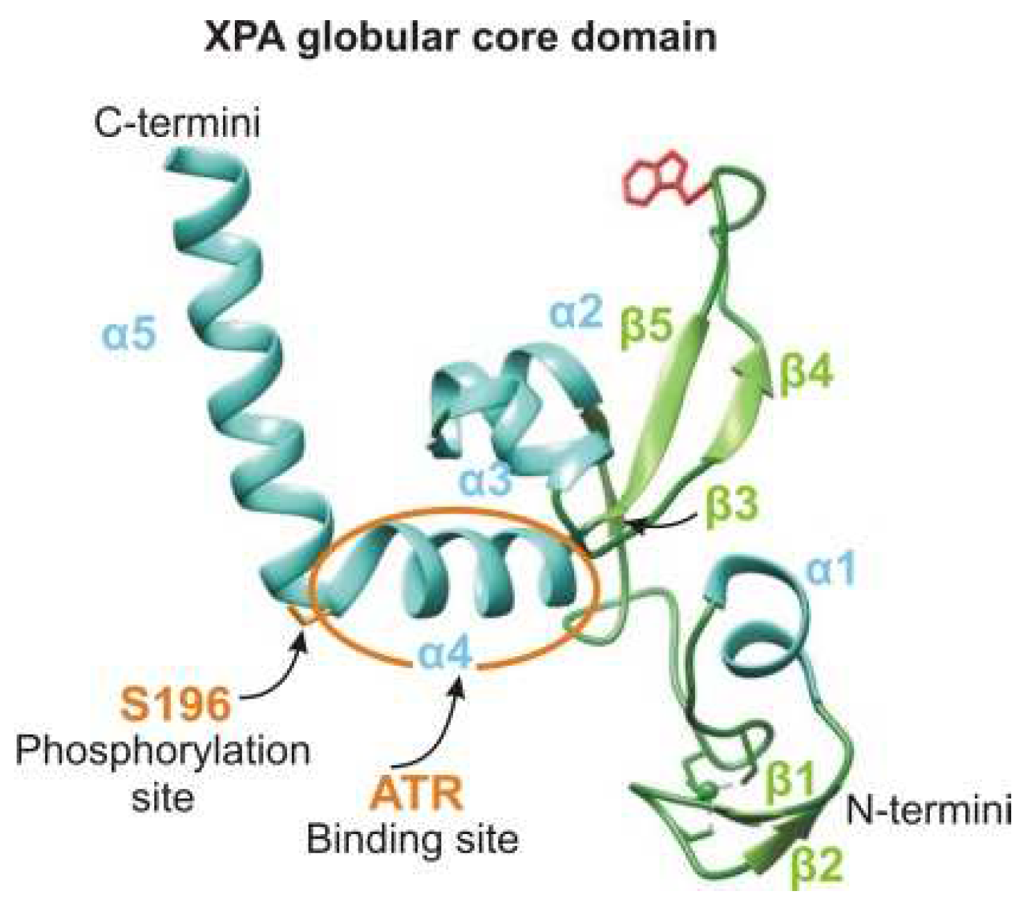 Cells 11 03723 g006 Cells 11 03723 g006