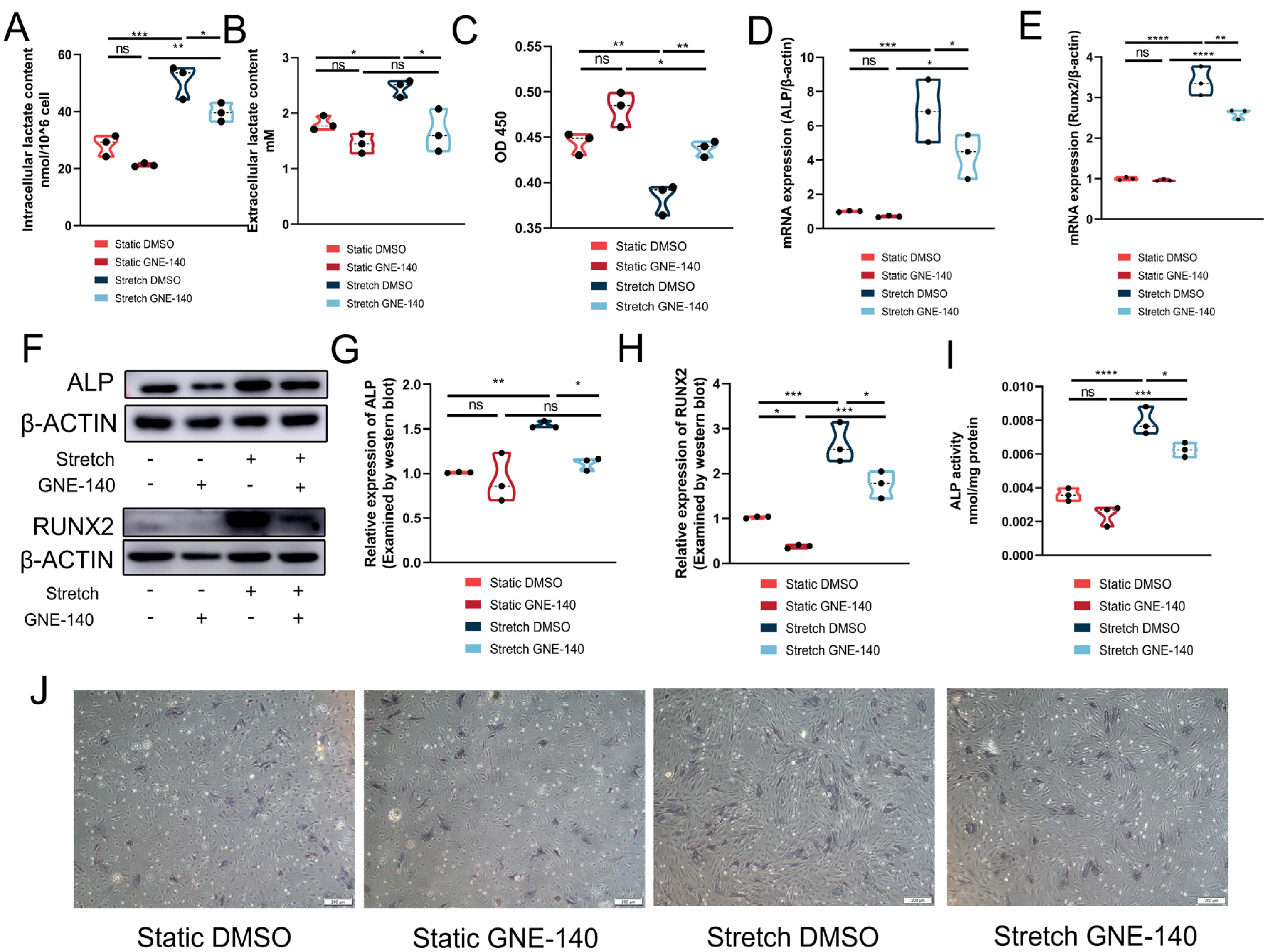 Cells 11 03724 g003 Cells 11 03724 g003