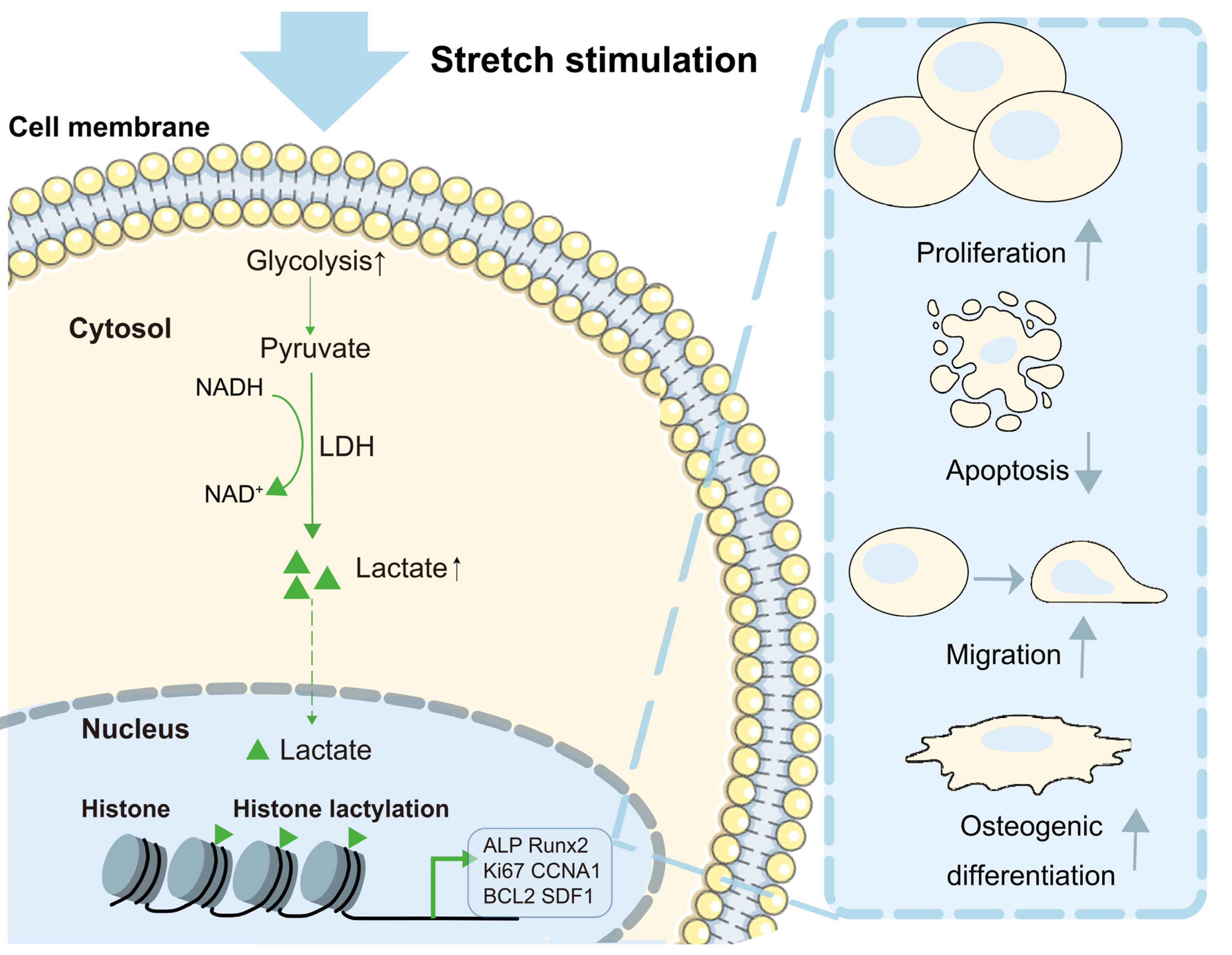 Cells 11 03724 sch001 Cells 11 03724 sch001