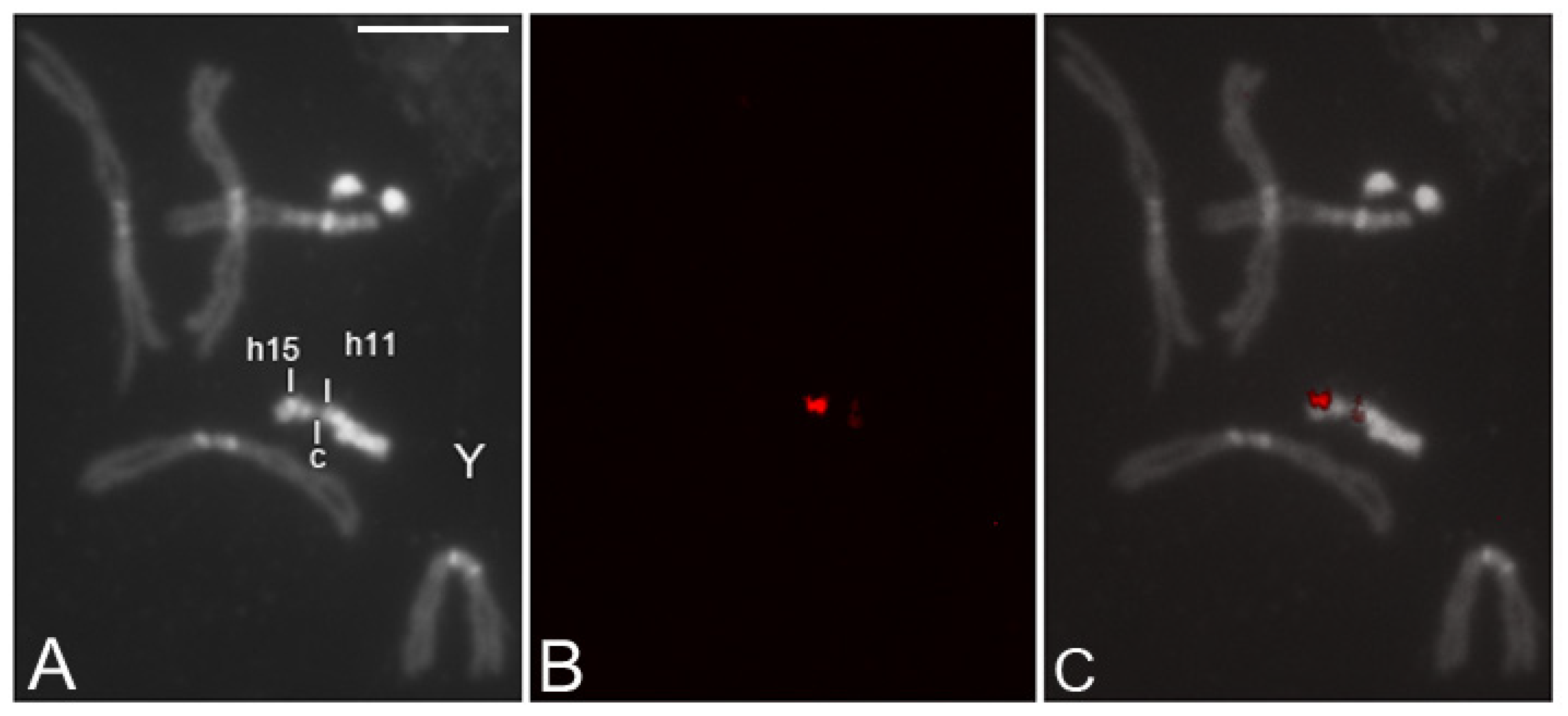 Cells 11 03725 g007 Cells 11 03725 g007